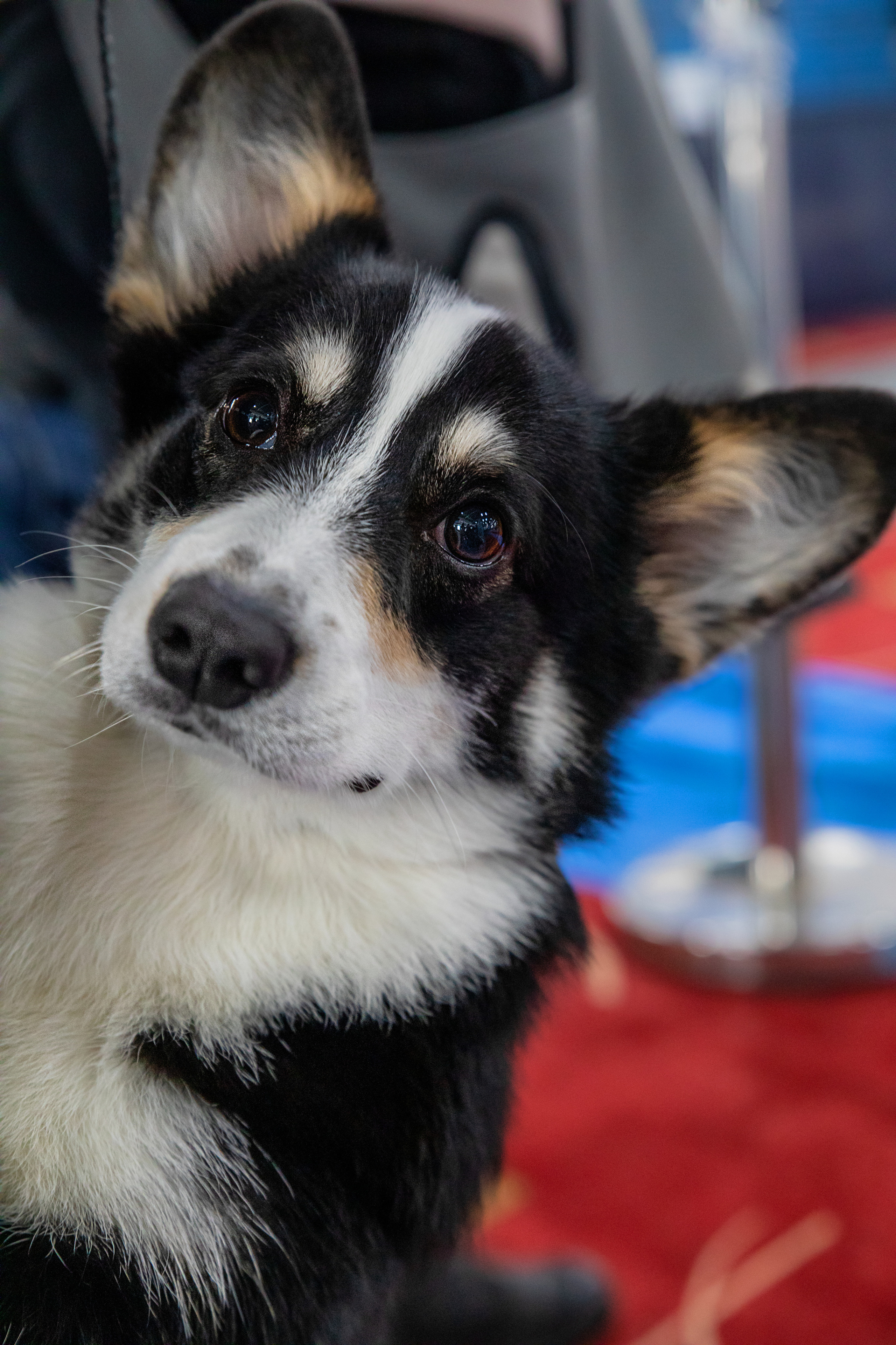 Выставка собак. Семейный и частный фотограф во Владивостоке