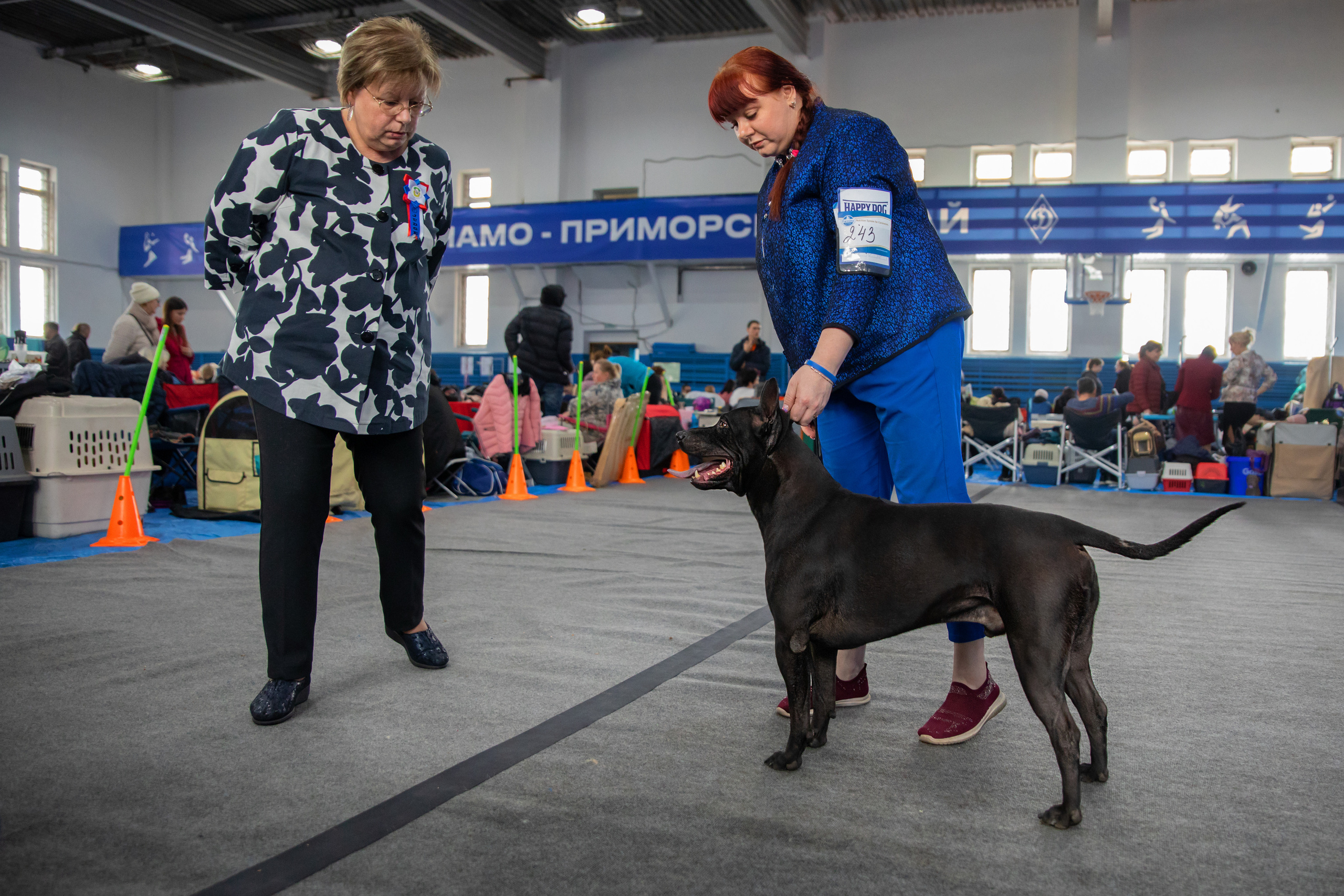 Выставка собак. Семейный и частный фотограф во Владивостоке
