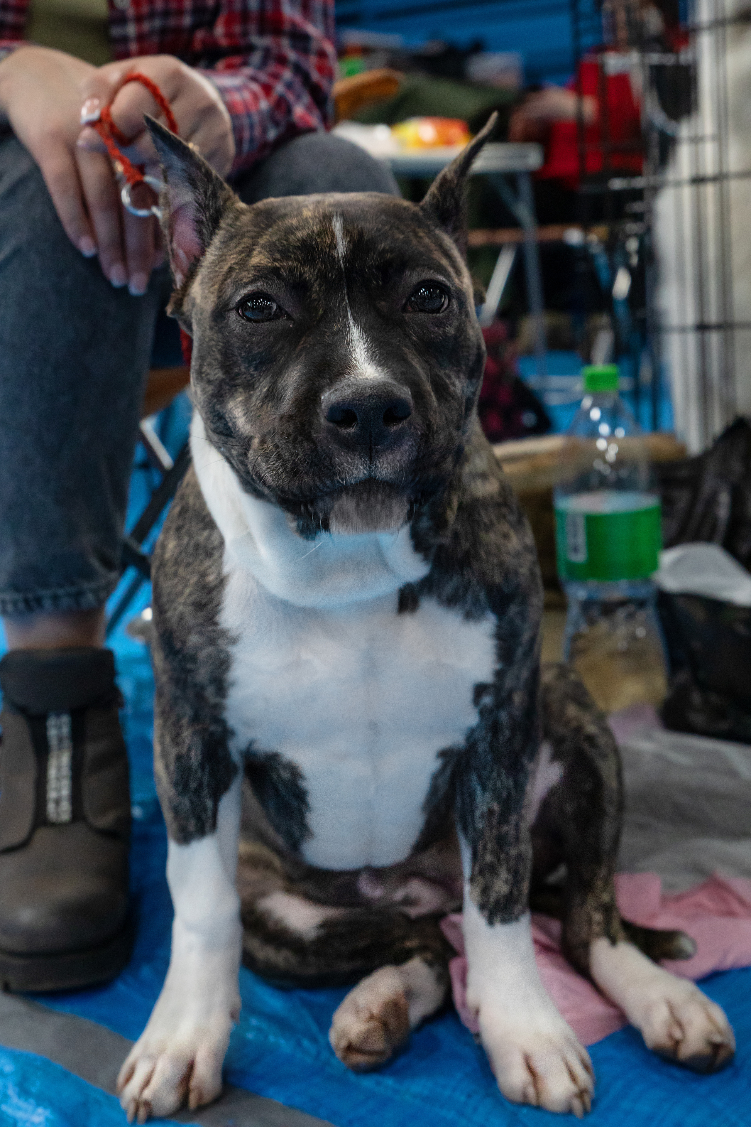 Выставка собак. Семейный и частный фотограф во Владивостоке