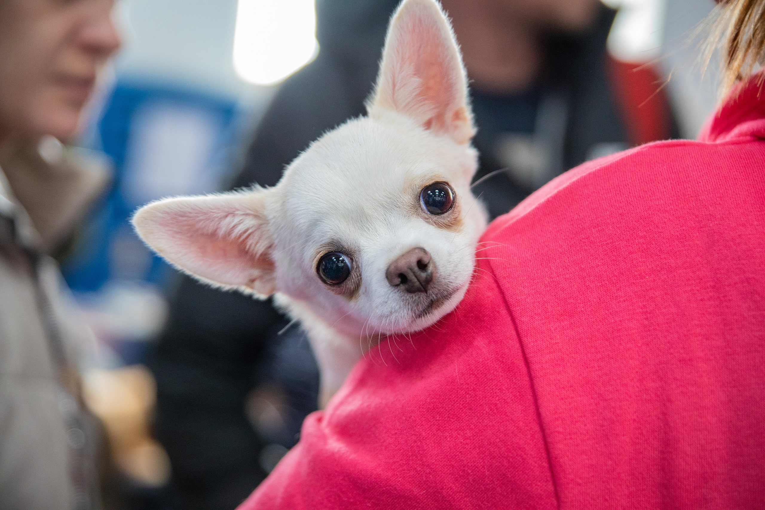 Выставка собак. Семейный и частный фотограф во Владивостоке