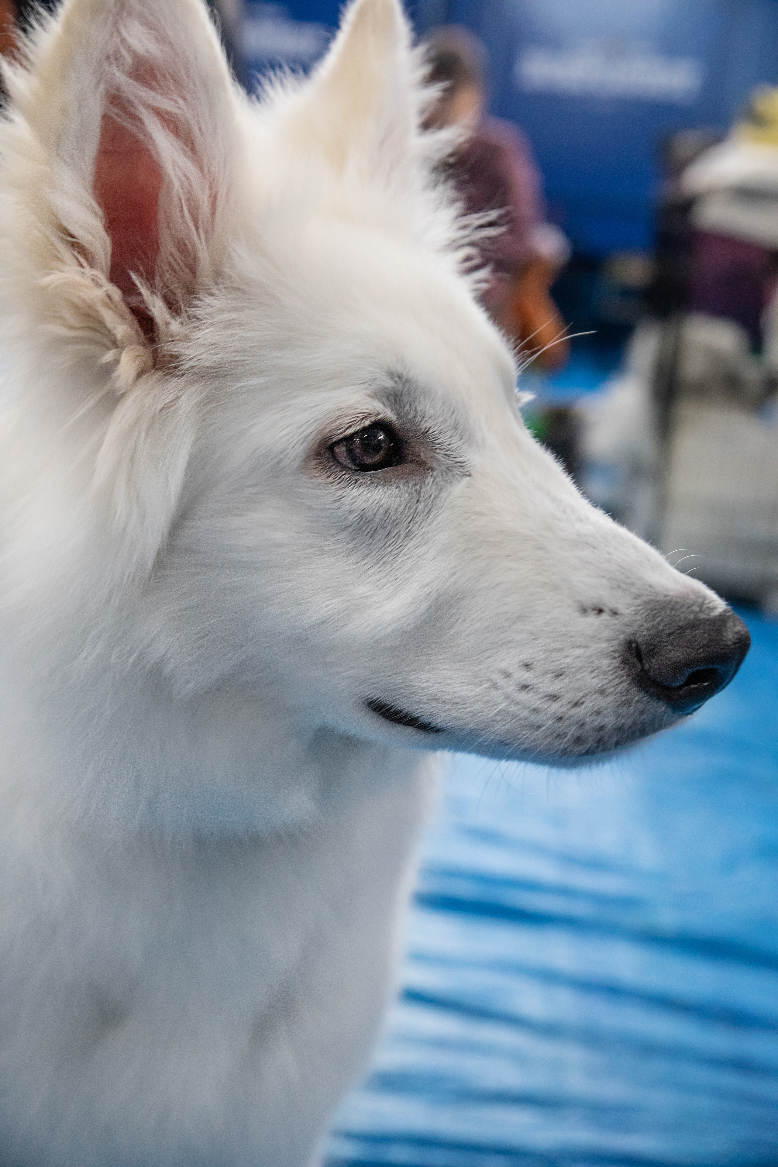 Выставка собак. Семейный и частный фотограф во Владивостоке