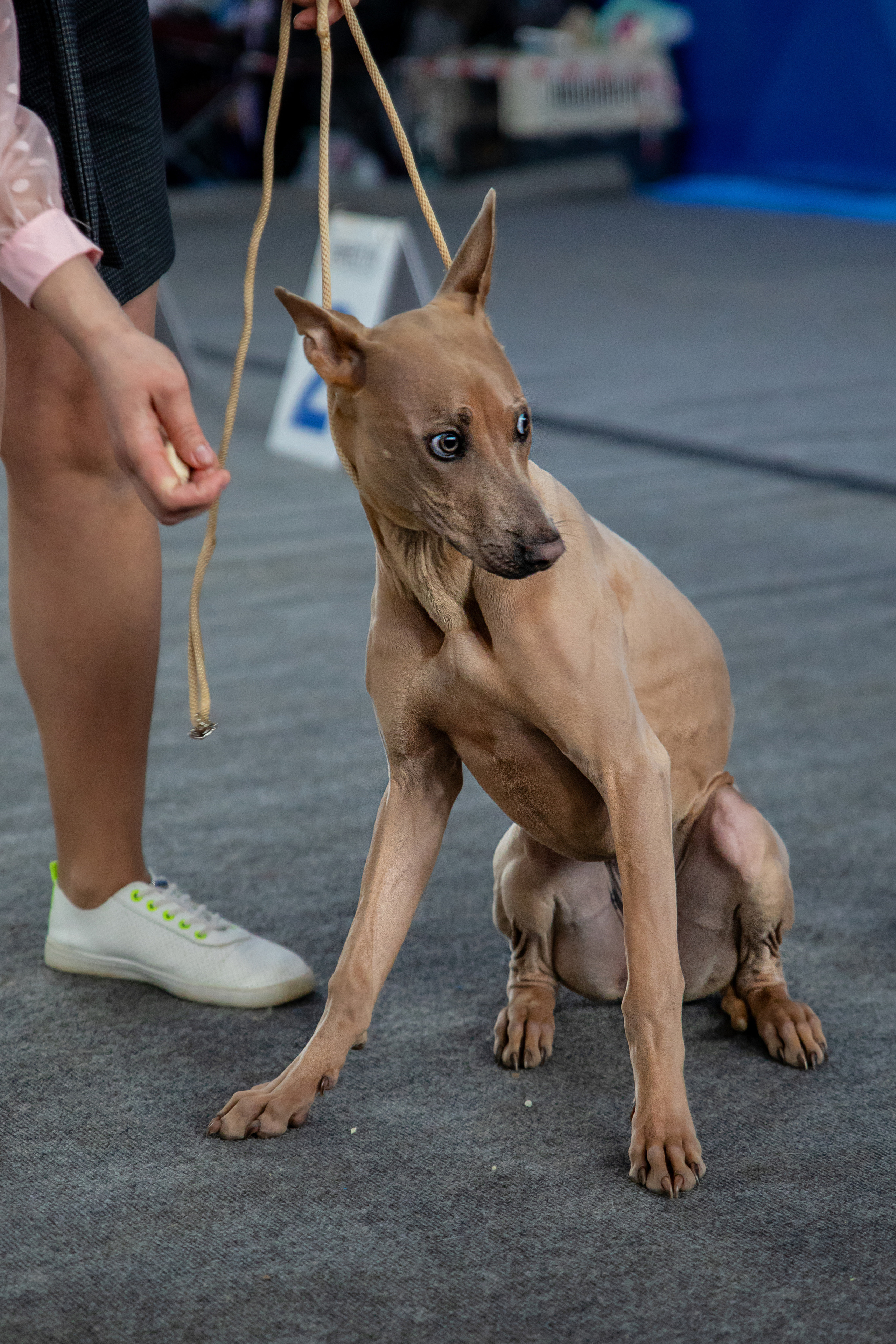 Выставка собак. Семейный и частный фотограф во Владивостоке