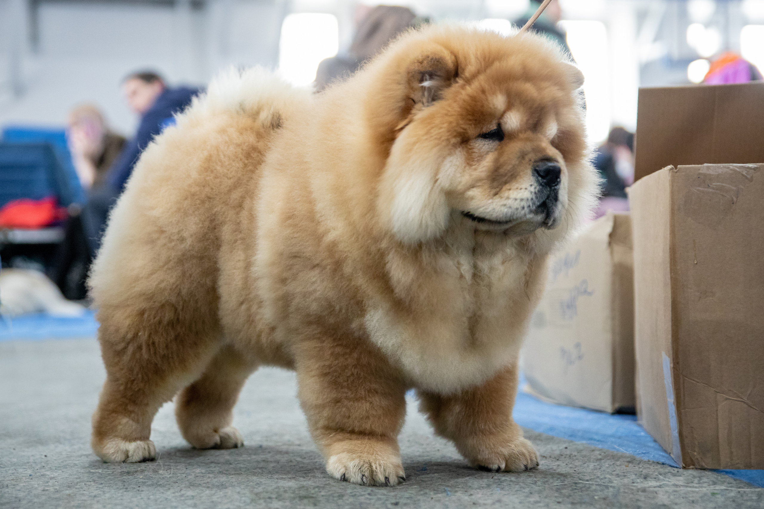 Выставка собак. Семейный и частный фотограф во Владивостоке