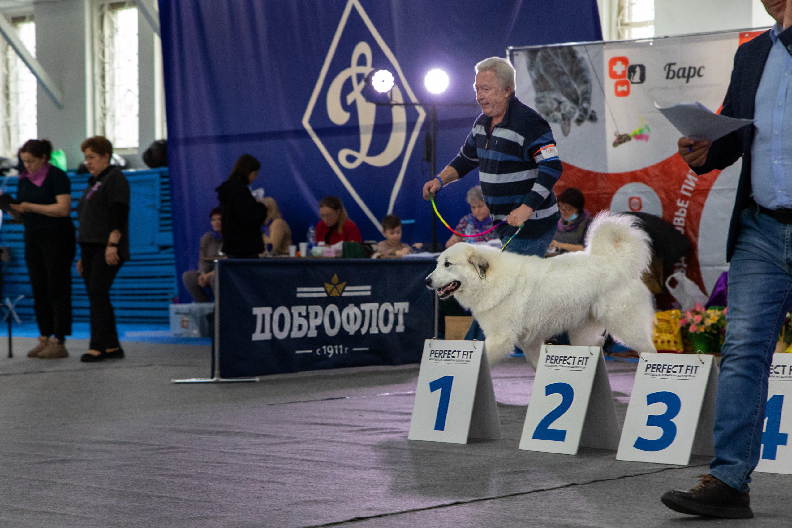 Выставка собак. Семейный и частный фотограф во Владивостоке