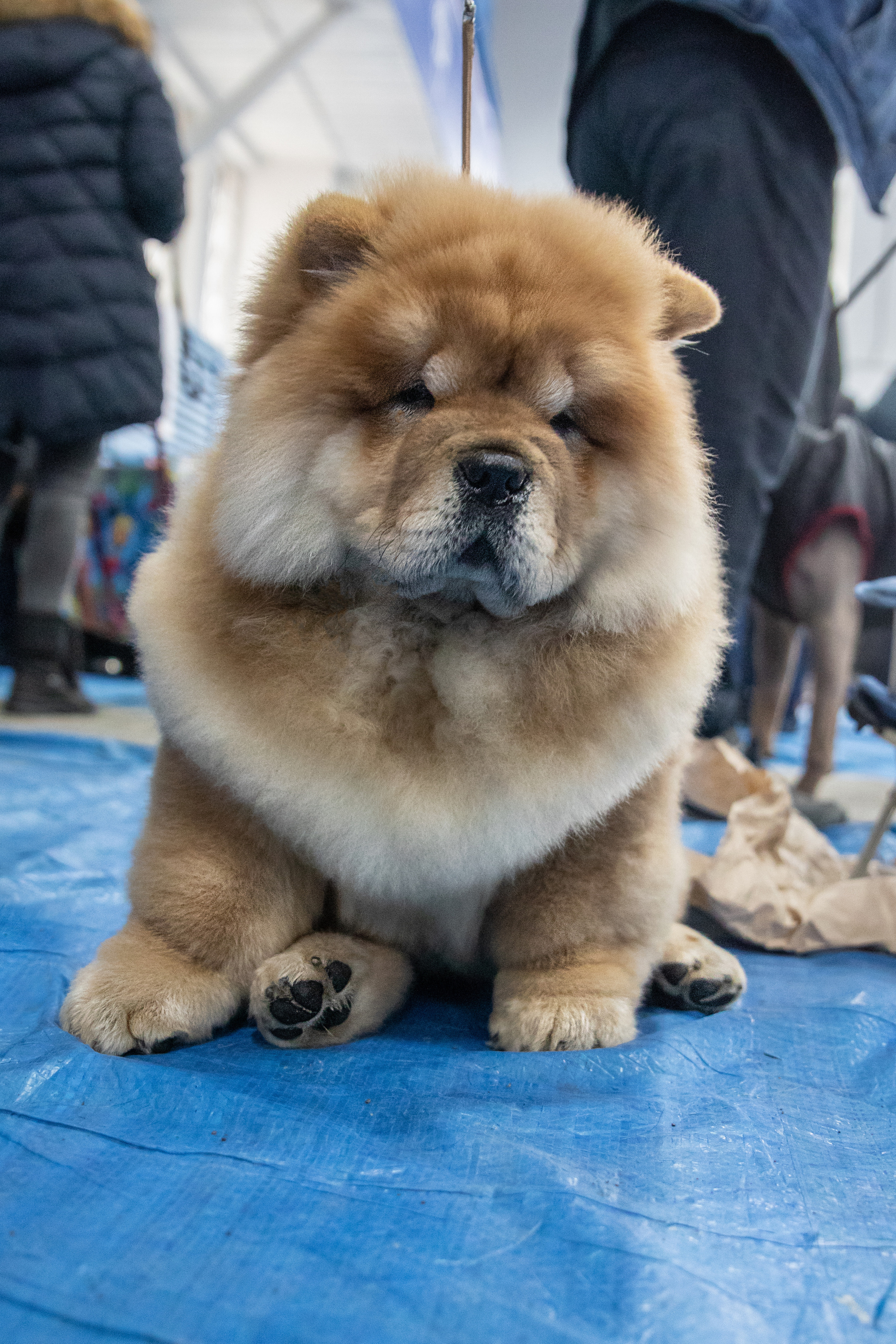 Выставка собак. Семейный и частный фотограф во Владивостоке
