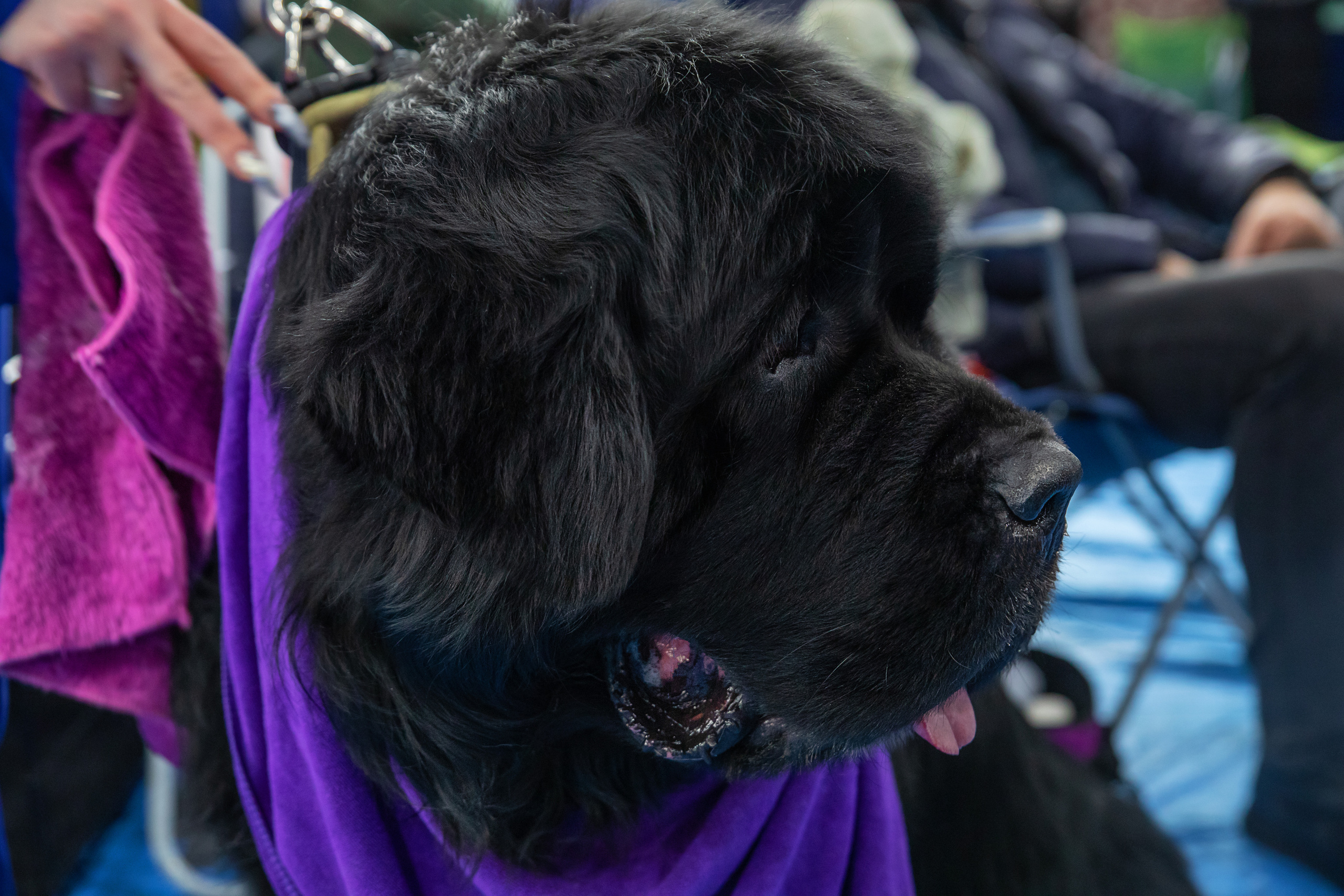 Выставка собак. Семейный и частный фотограф во Владивостоке