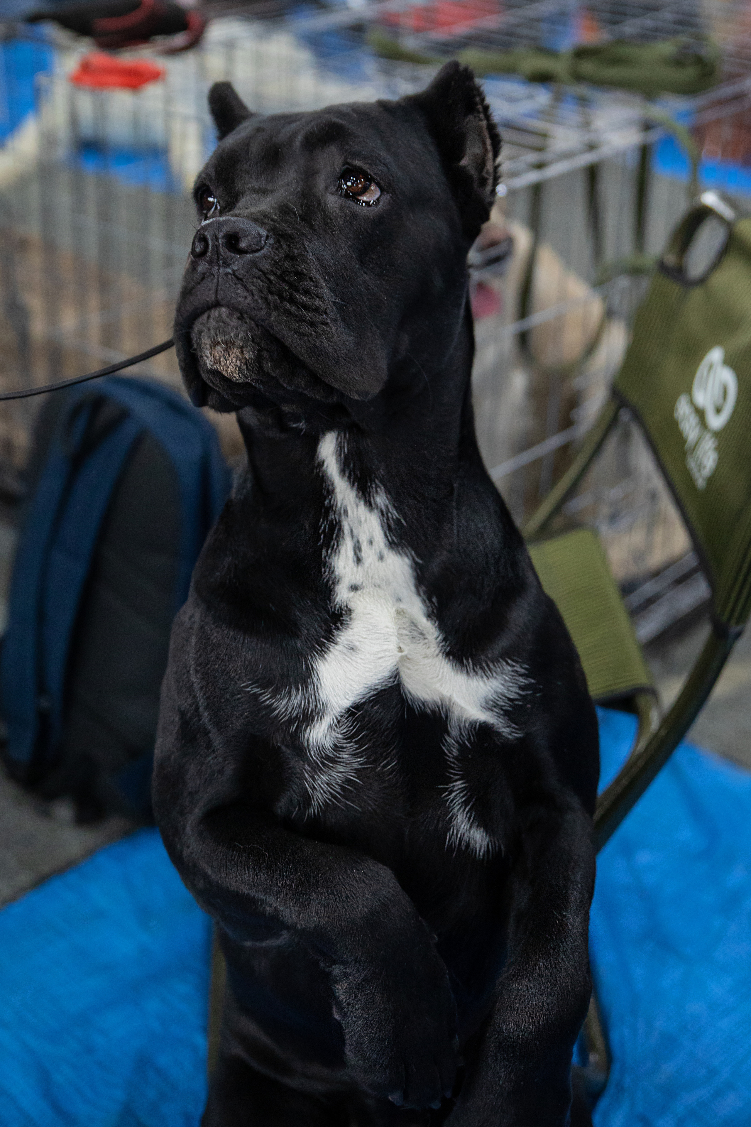 Выставка собак. Семейный и частный фотограф во Владивостоке