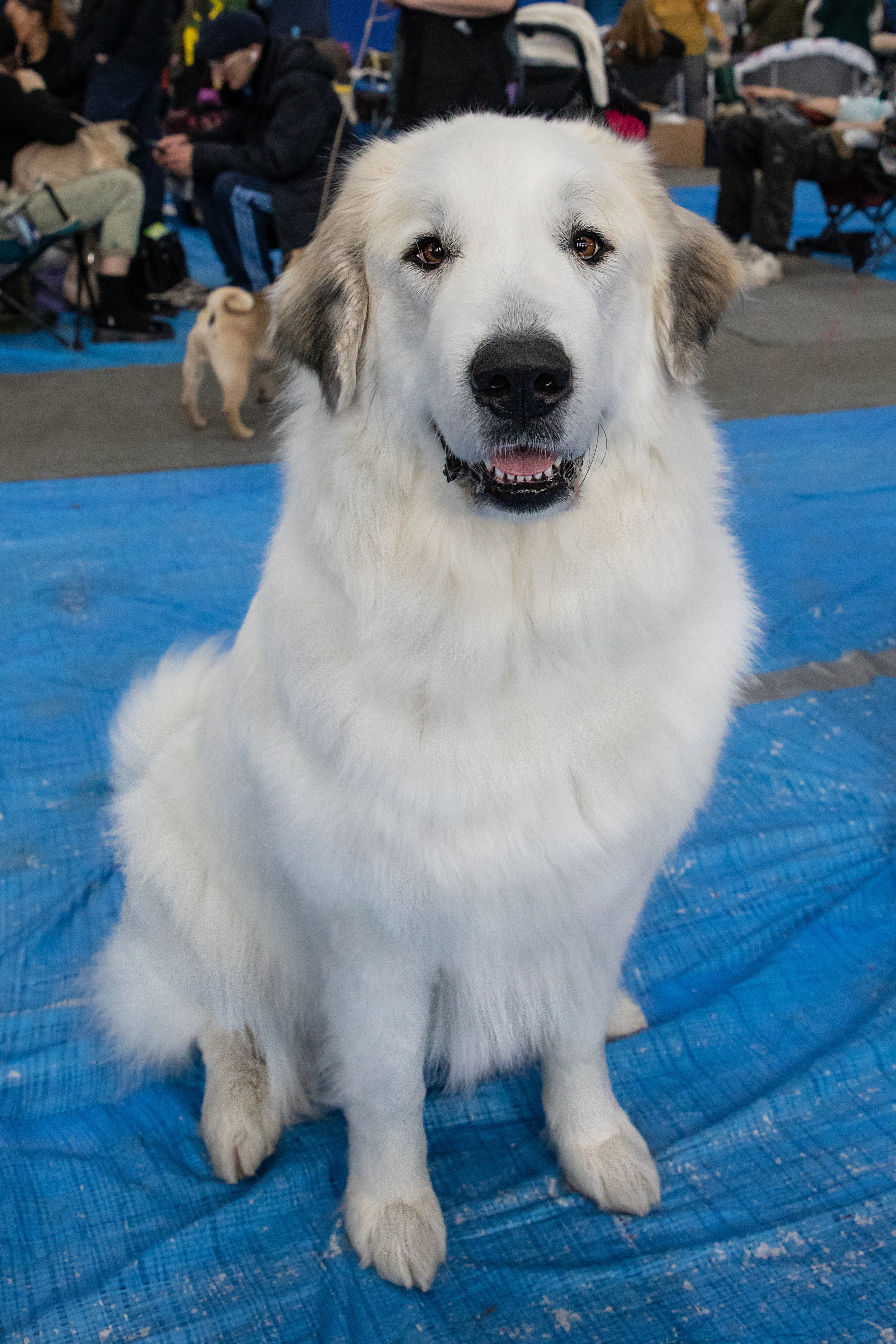 Выставка собак. Семейный и частный фотограф во Владивостоке