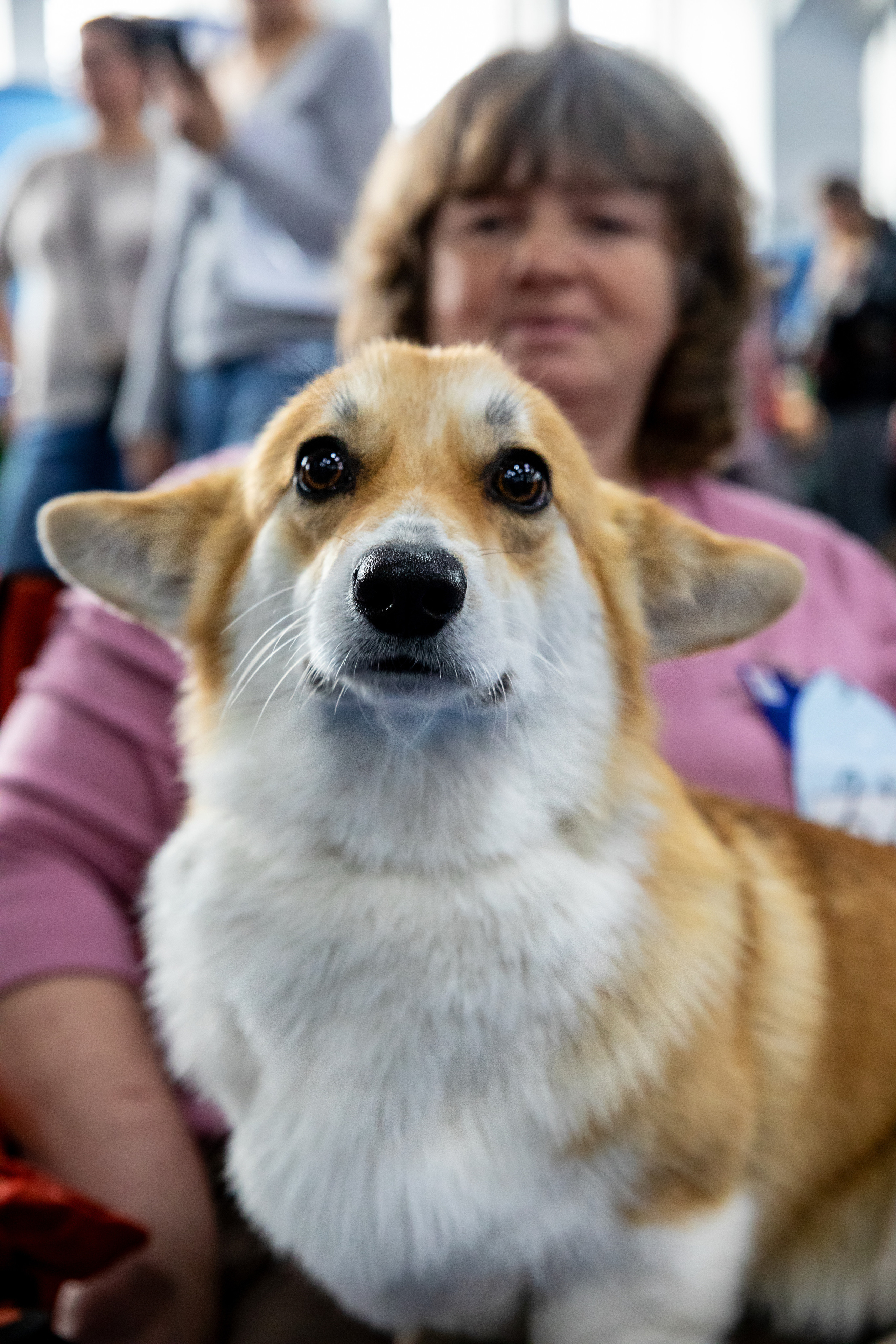 Выставка собак. Семейный и частный фотограф во Владивостоке