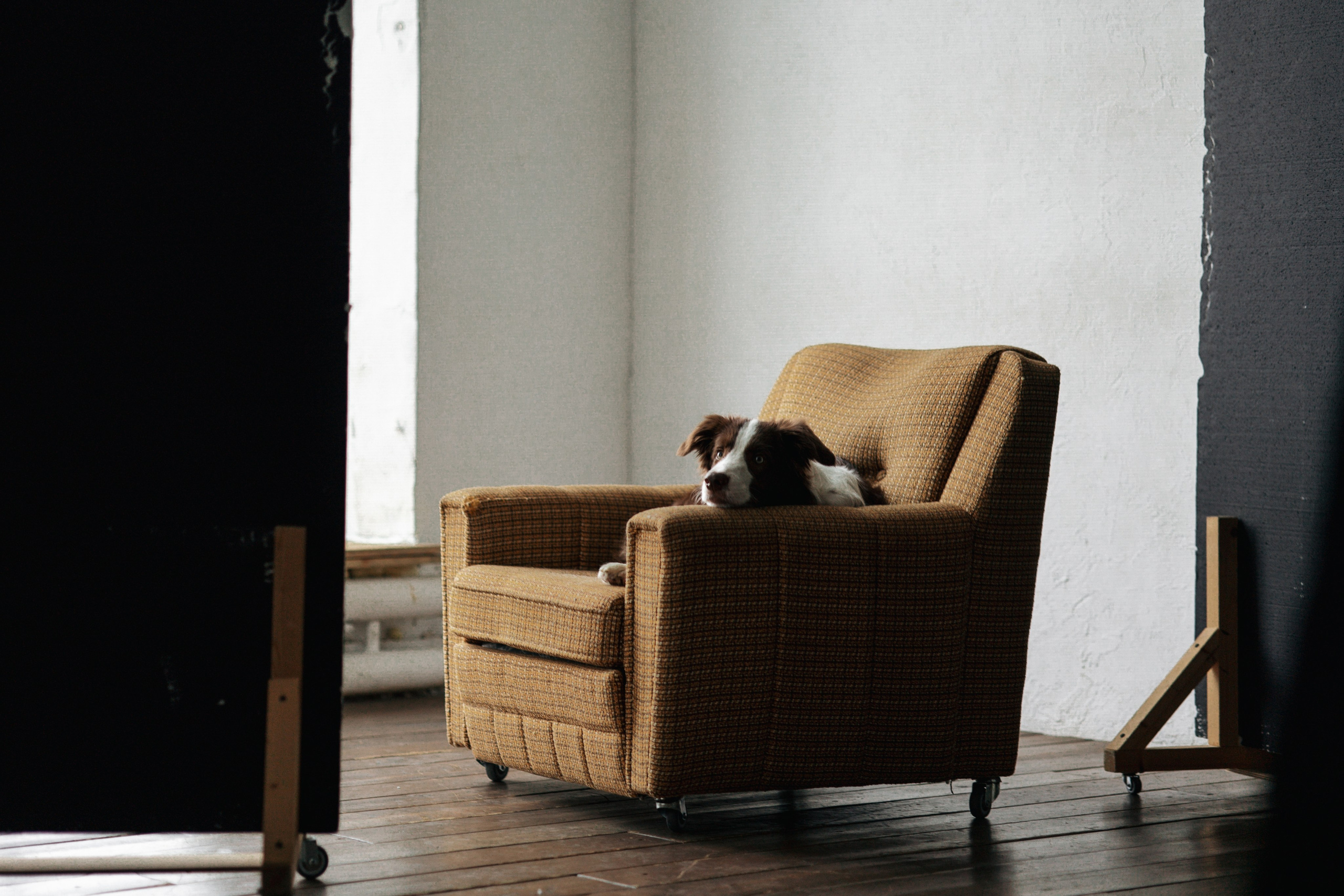 Настя и Симба. Фотограф — Анималист | Санкт-Петербург