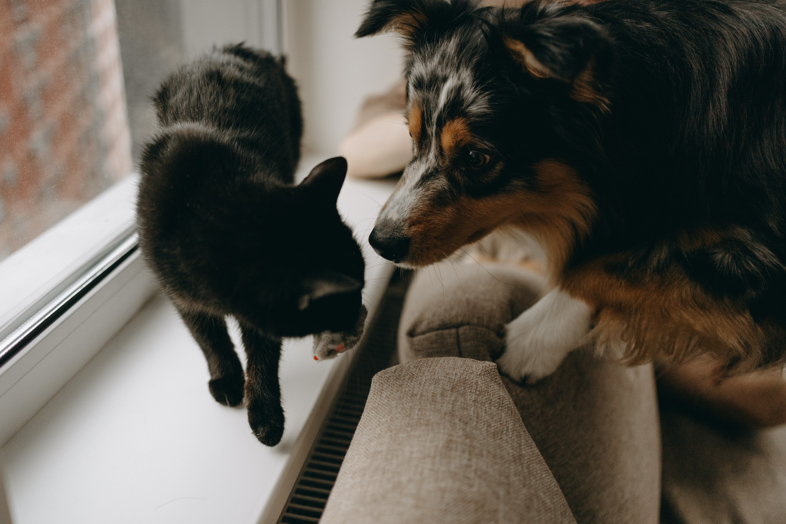 Настя, Никита и их Гром и Мяу. Фотограф — Анималист | Санкт-Петербург