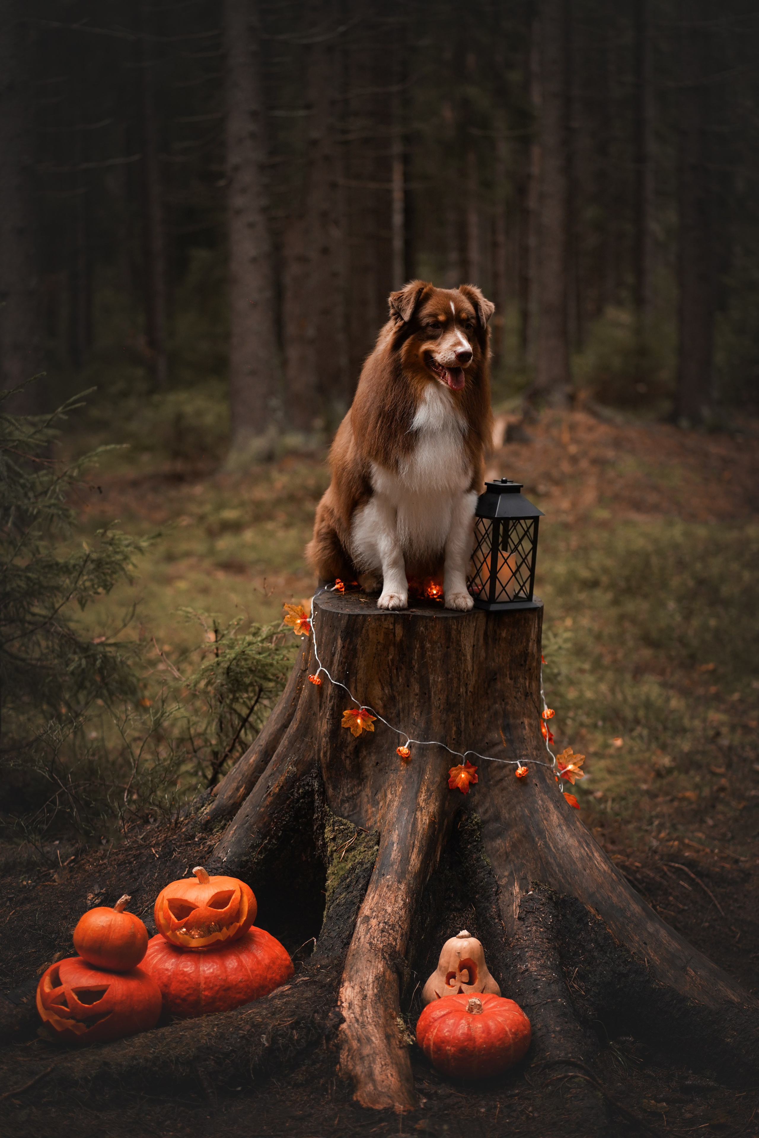 Аусси Хэллоуин 24. Фотограф-анималист в Санкт-Петербурге Яна Мартынова