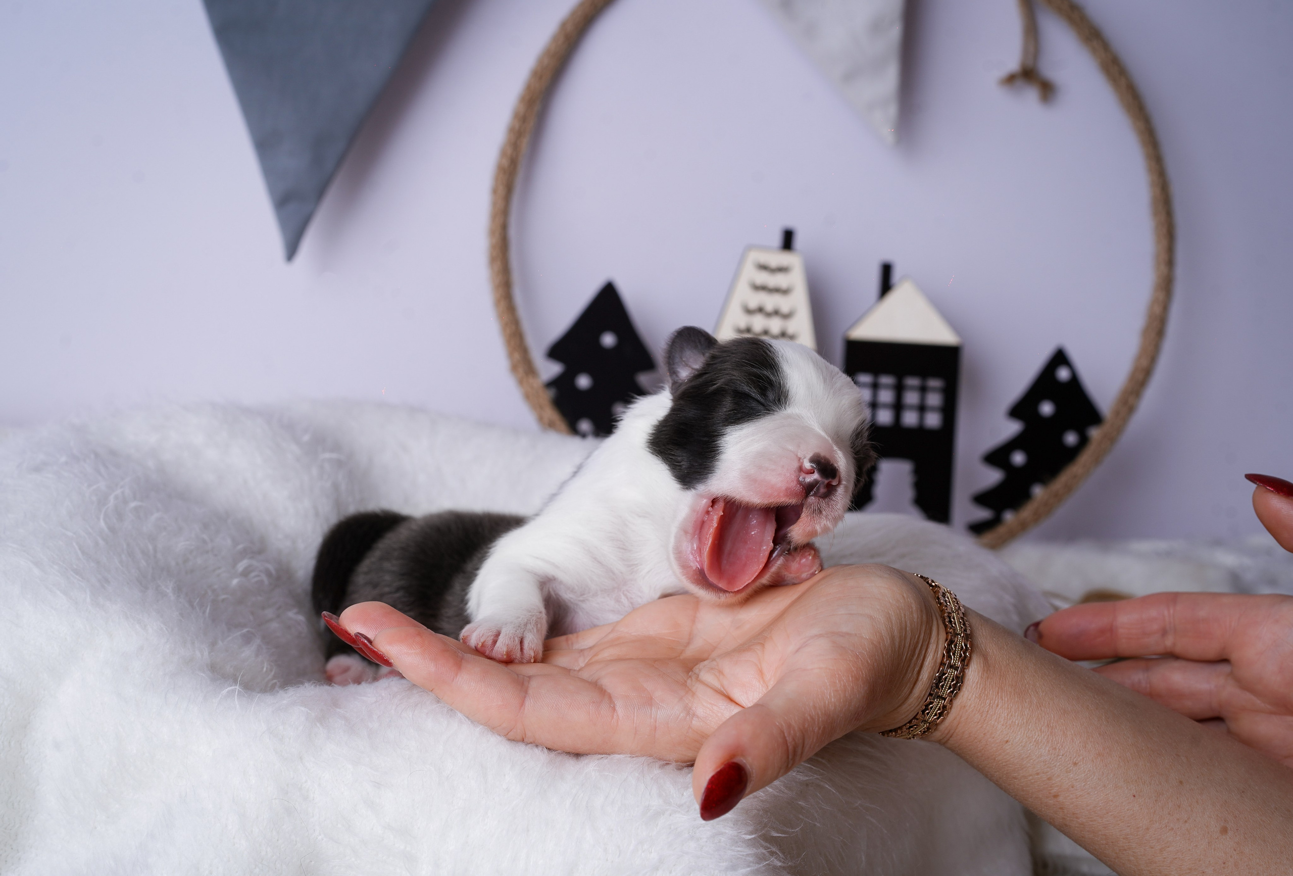 Щенки австралийской овчарки. Фотограф-анималист в Санкт-Петербурге Яна Мартынова