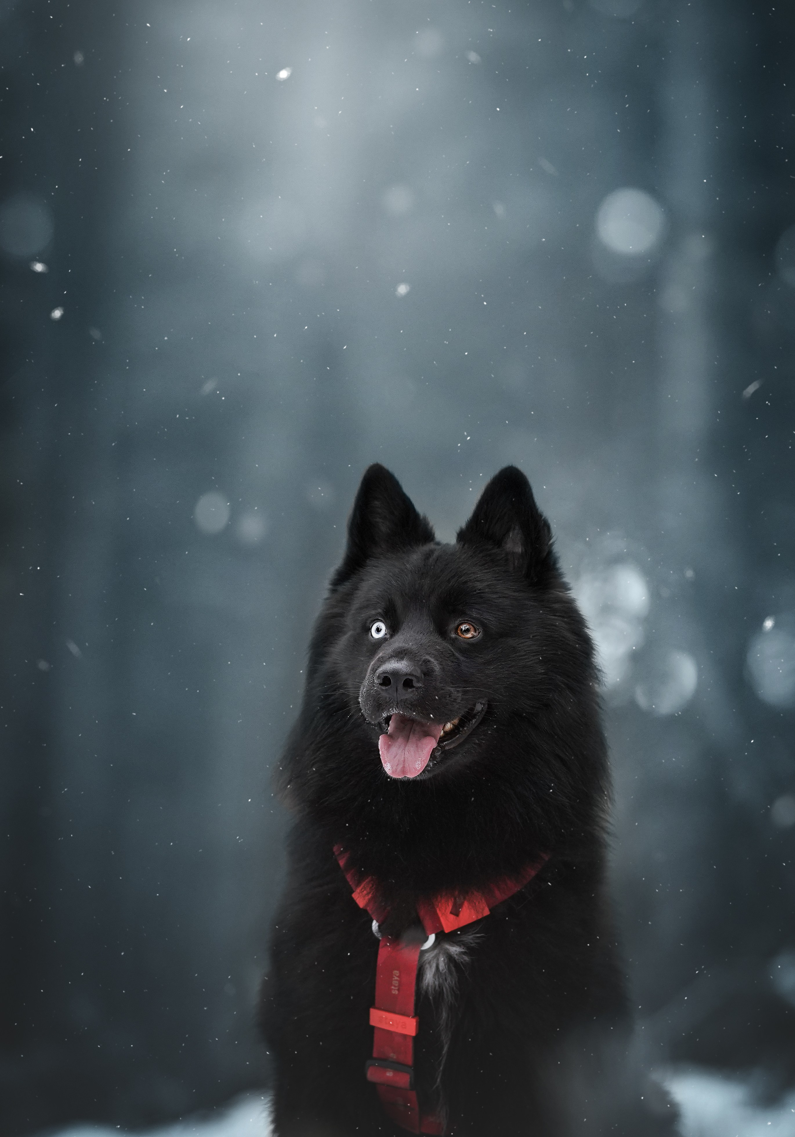 Лора Джанго и Хэппи. Фотограф-анималист в Санкт-Петербурге Яна Мартынова