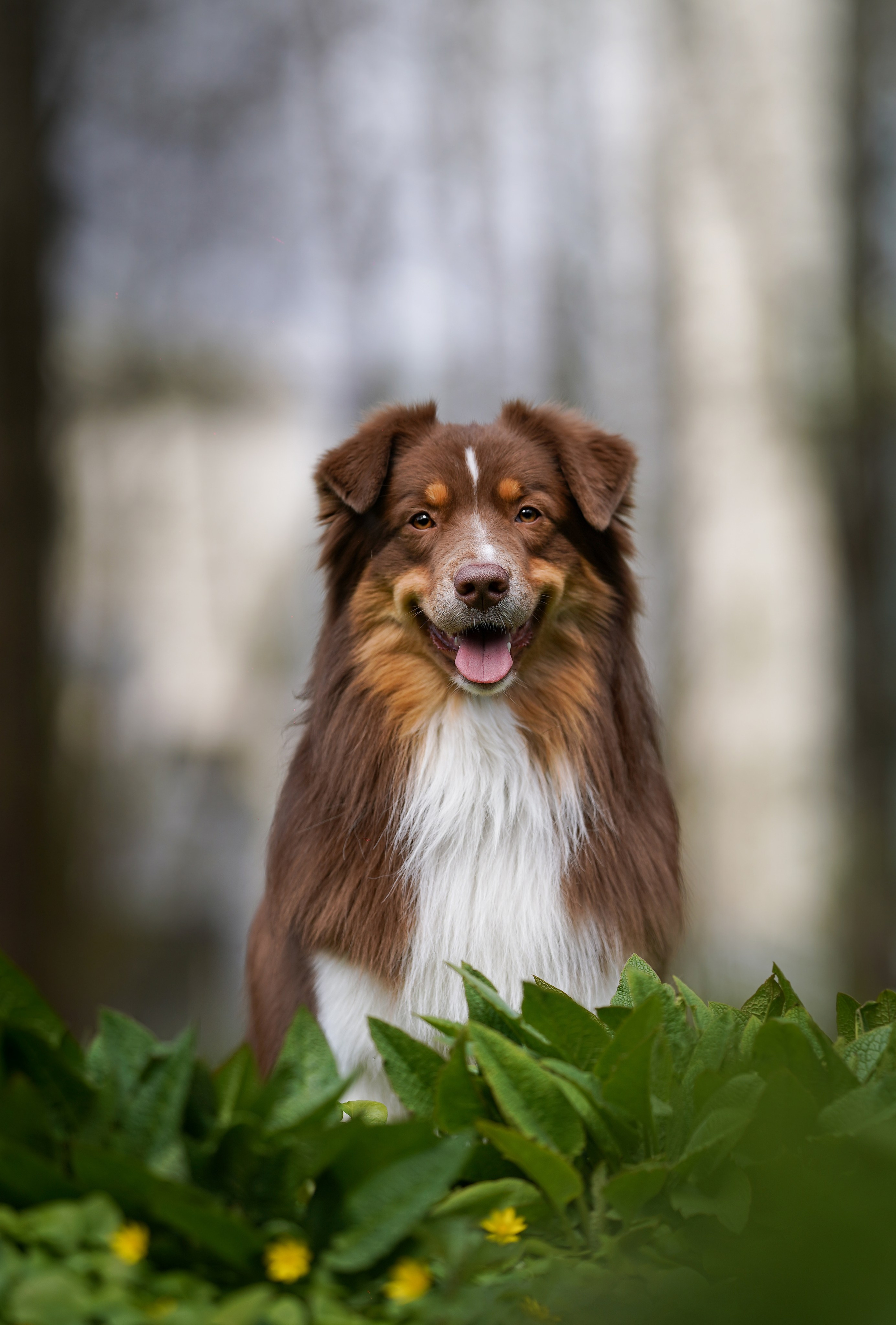 Рокки и Гермиона. Фотограф-анималист в Санкт-Петербурге Яна Мартынова