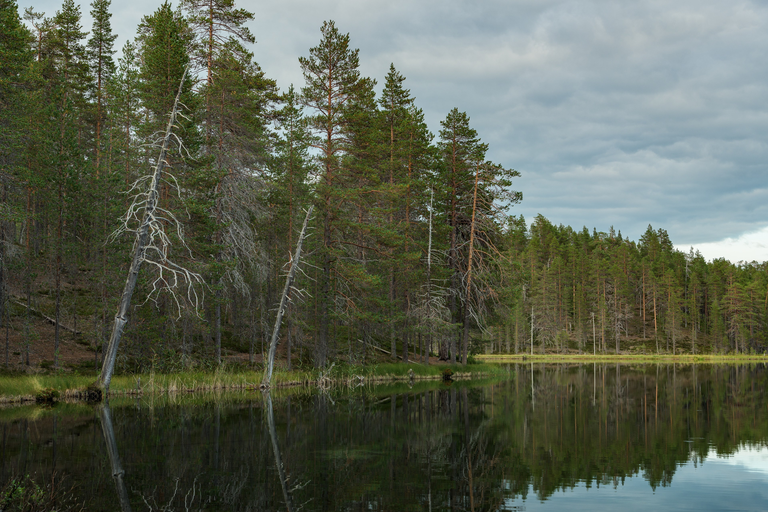 Лето. Северные Ночи