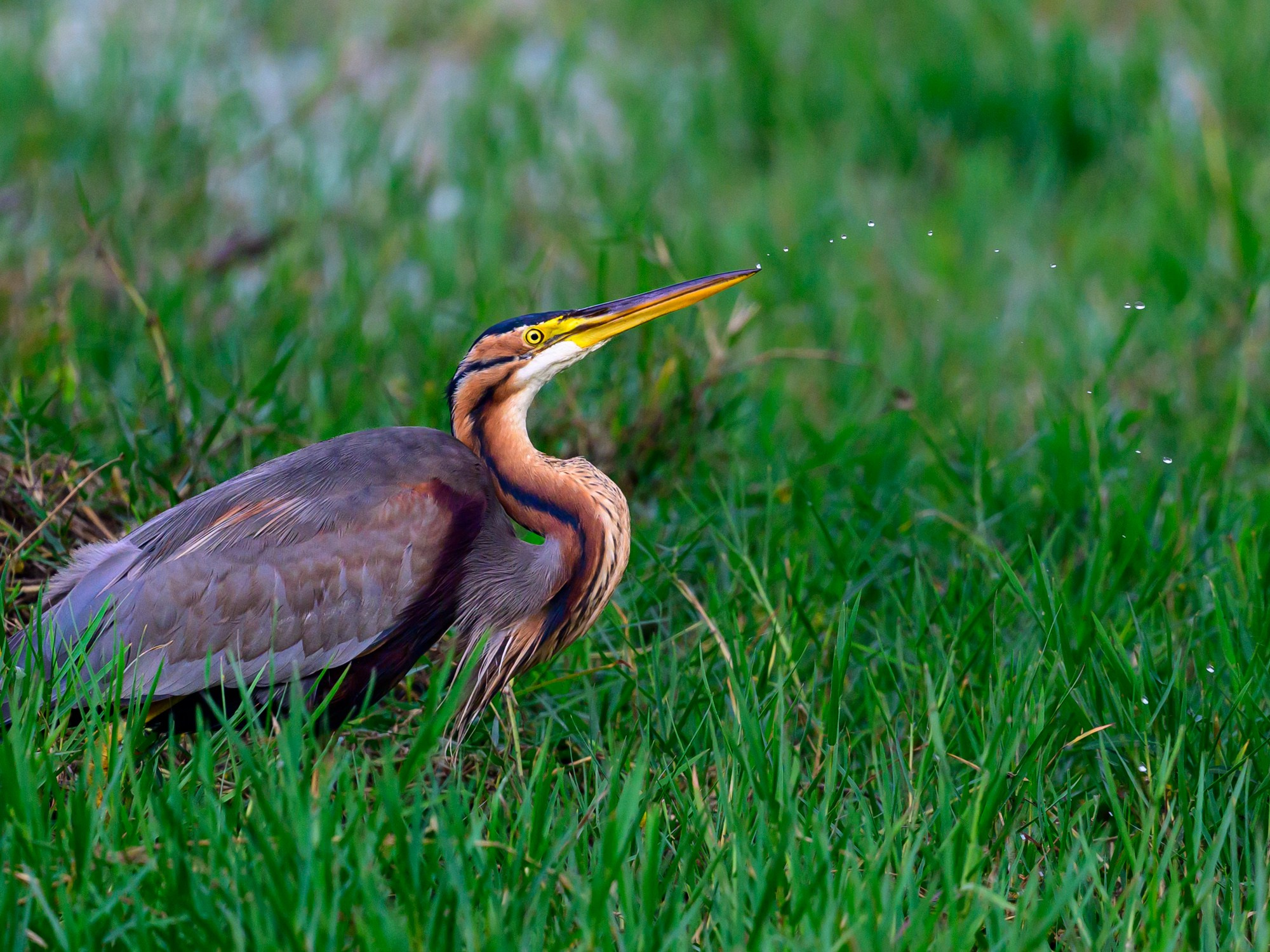 Раджастан, Индия. Wildlife photography by Sergey Puponin