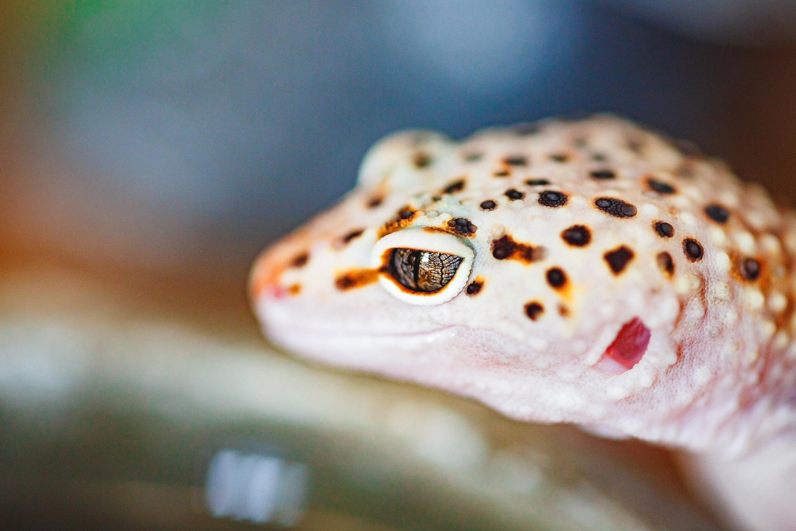 Собаки, кошки и др. животные. Семейный фотограф в Екатеринбурге