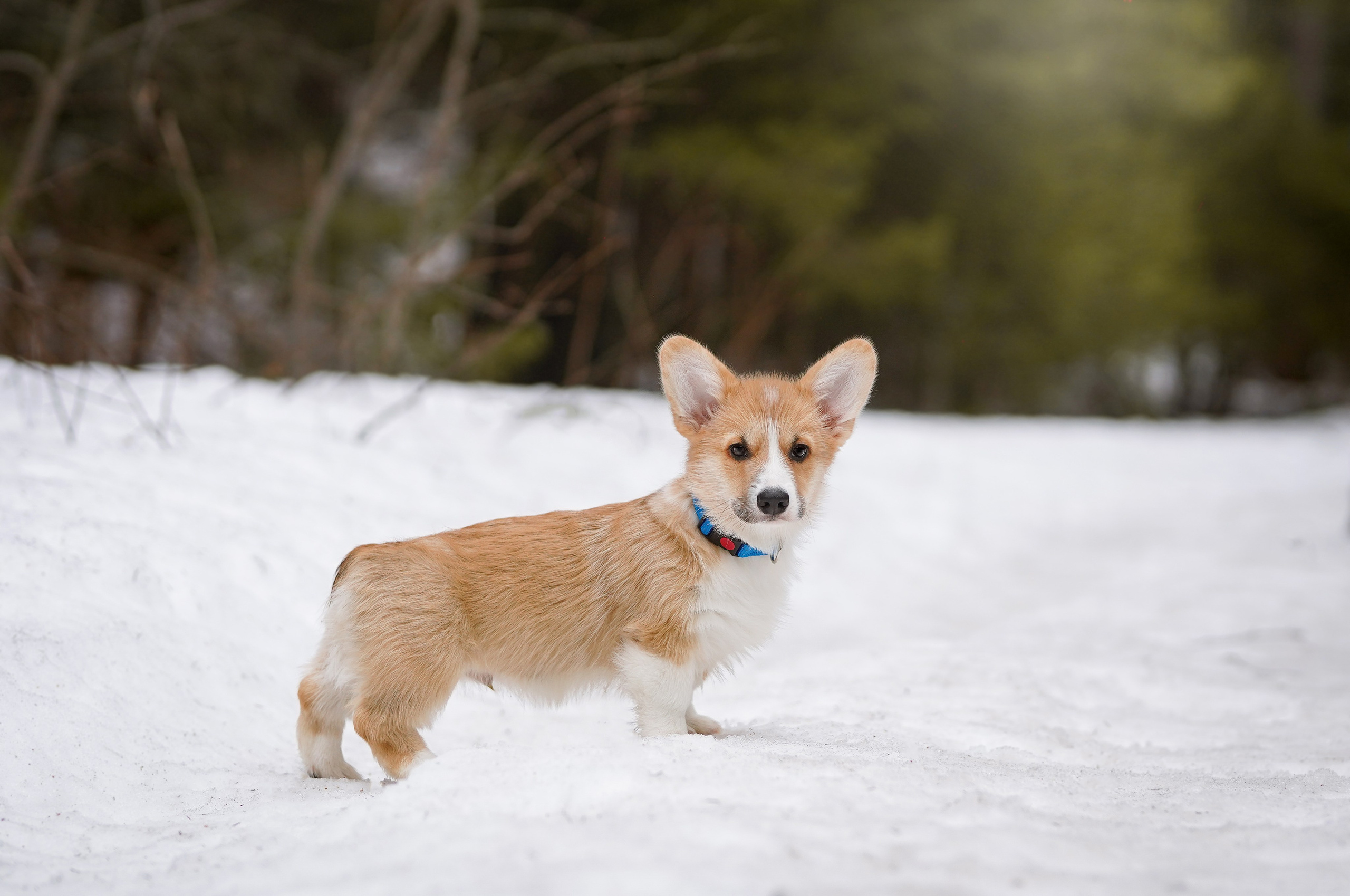 Щенки корги. Фотограф-анималист в Санкт-Петербурге Яна Мартынова