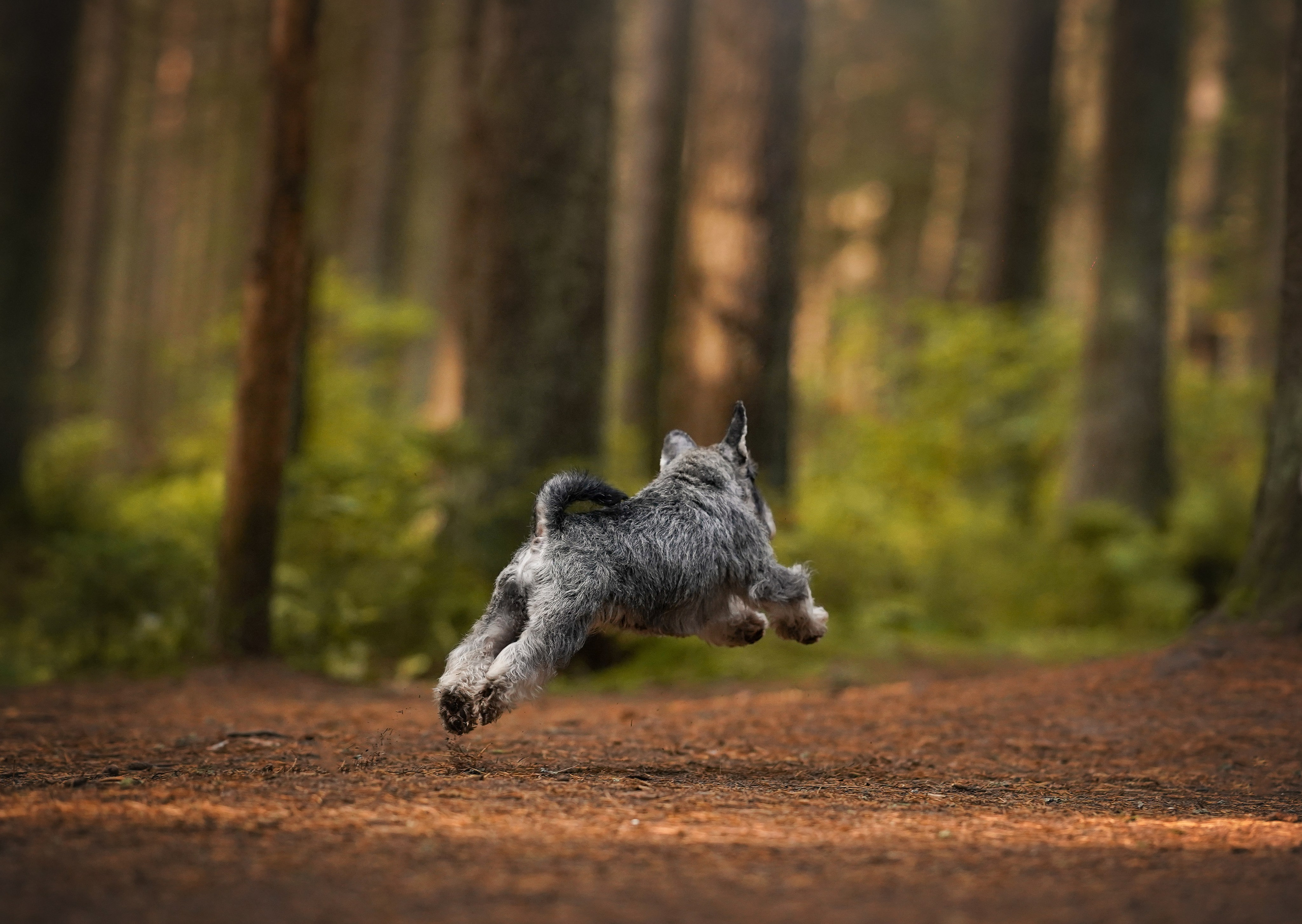 Даша Никита и Бенчи. Фотограф-анималист в Санкт-Петербурге Яна Мартынова