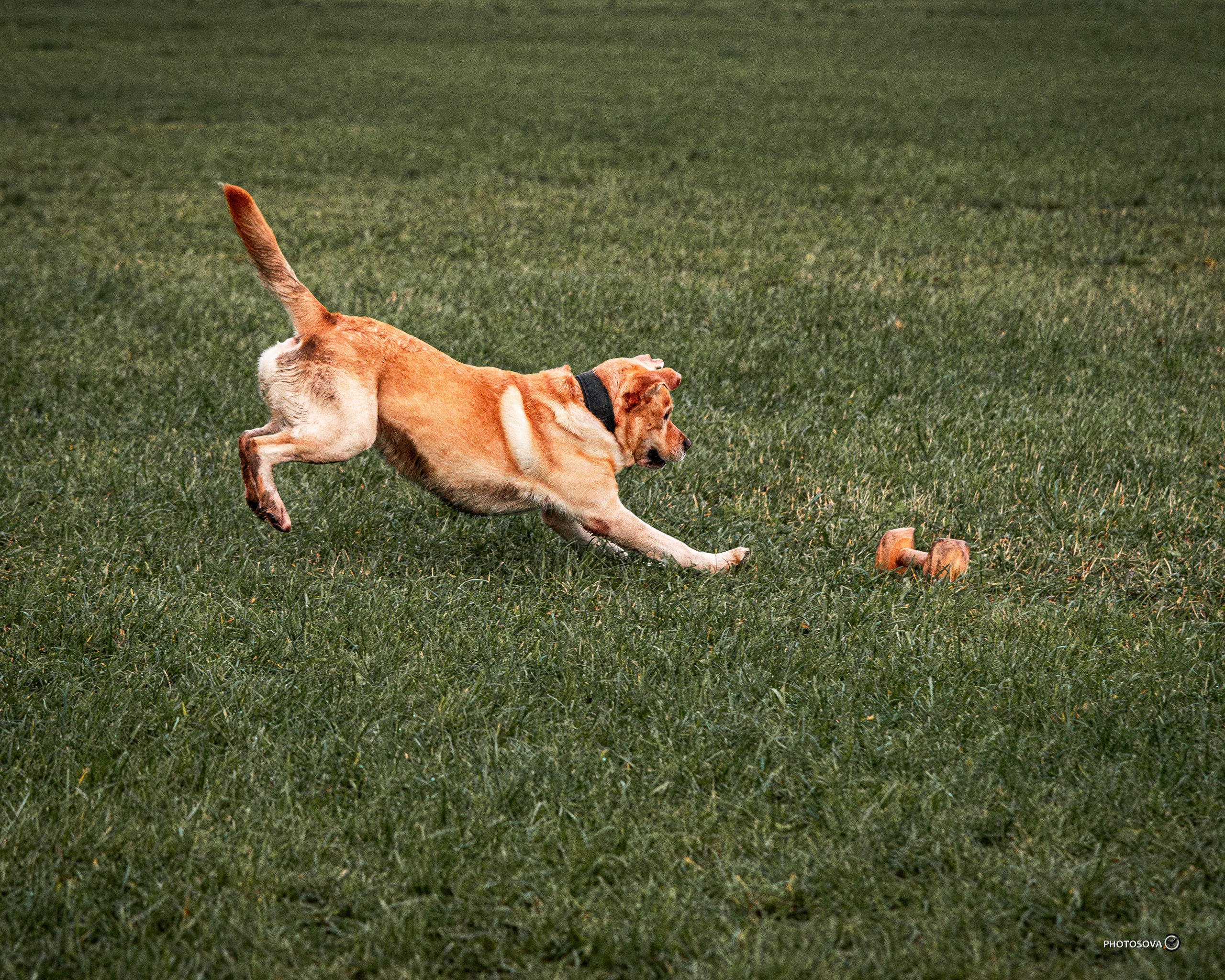 МЫ — КОМАНДА (соревнования) OKD, BH, IBGH, IGP. Фотограф-анималист, семейный фотограф в Москве и Подмосковье. Фотосъёмка кинологических дисциплин