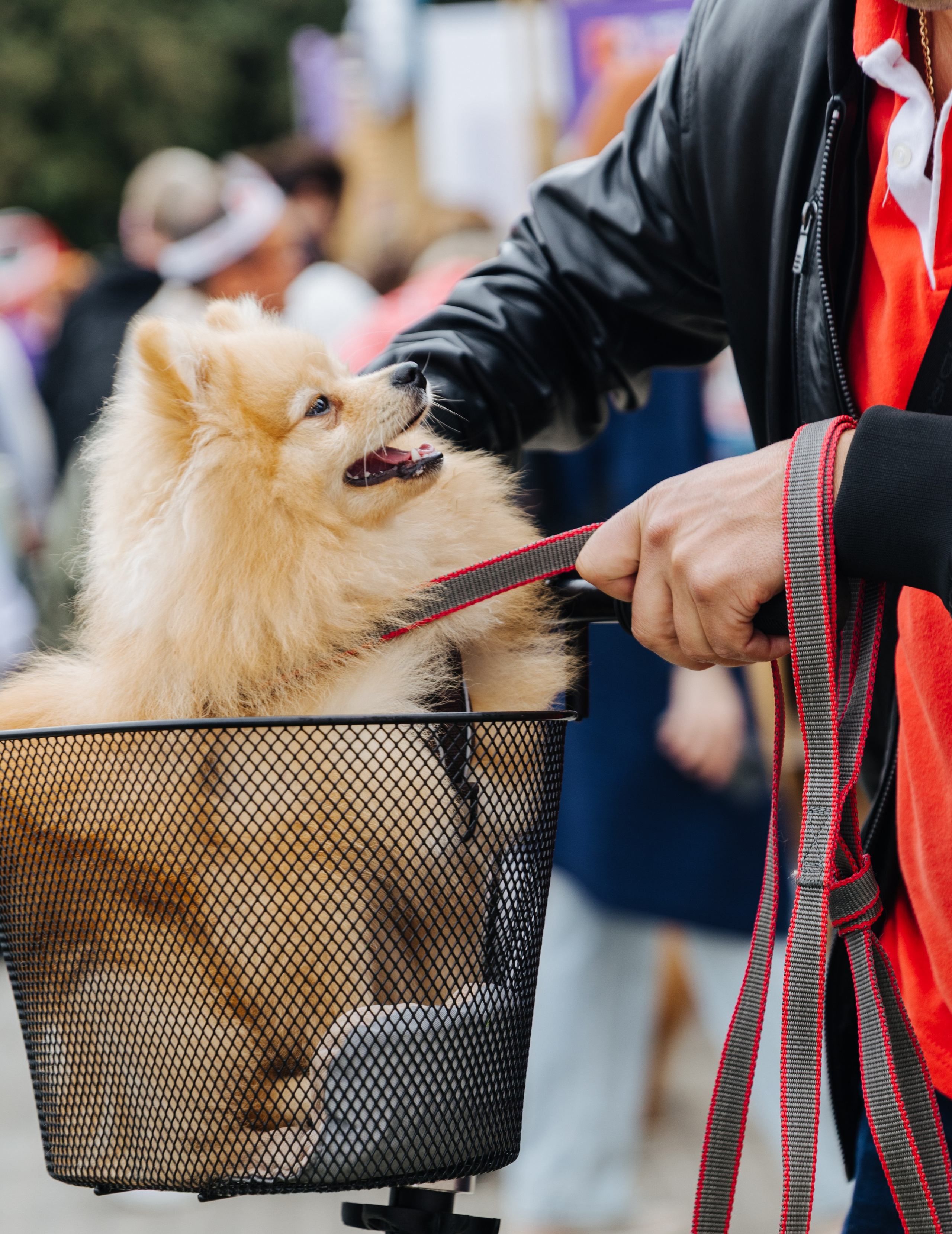 Хвостатый репортаж. Аксана Лисовская фотограф в Москве. Фотографии с характером