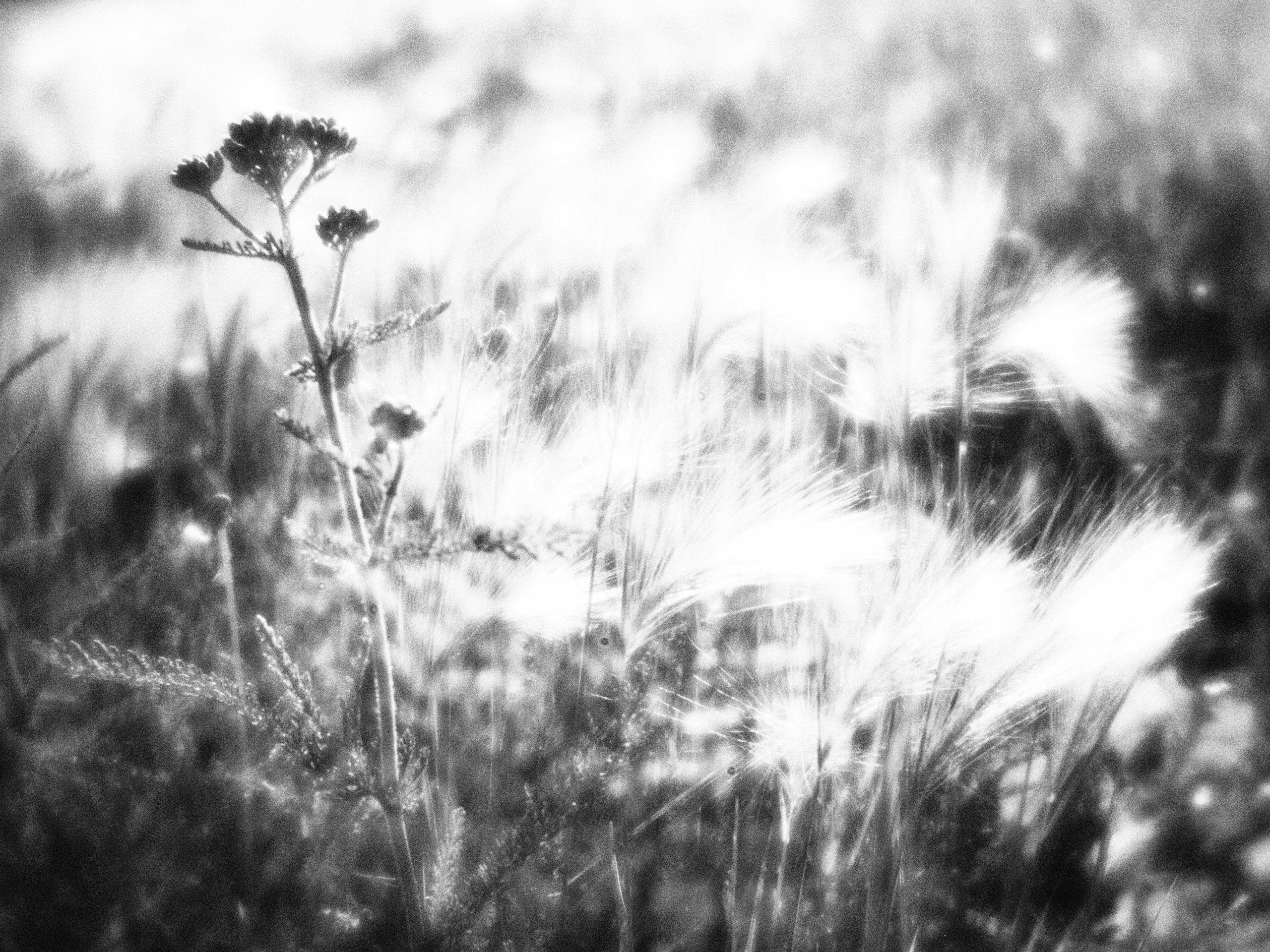 Внутривенные сны (2023)