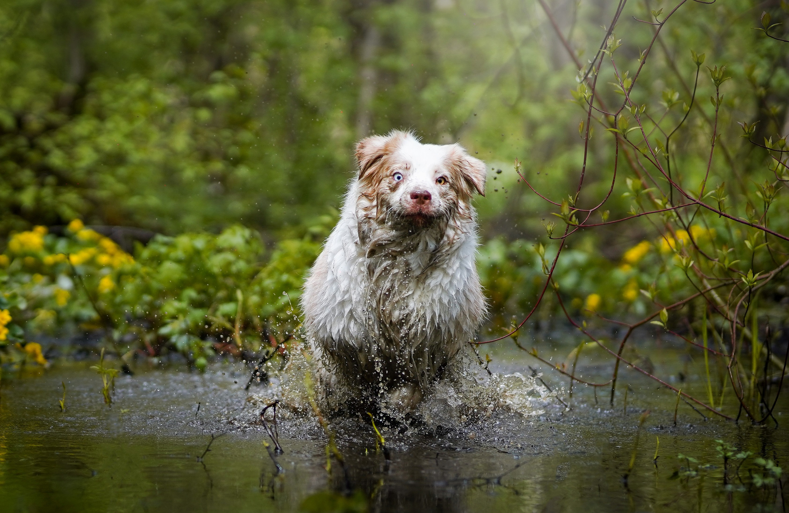 Рокки и Гермиона. Фотограф-анималист в Санкт-Петербурге Яна Мартынова