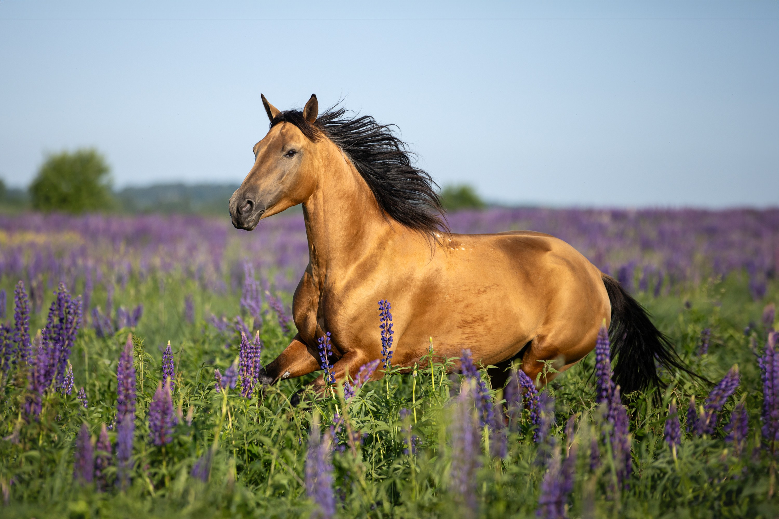 Лошади (экстерьер, портрет, фото на продажу). ESHE_PHOTO Фотограф анималист в Москве и Московской области