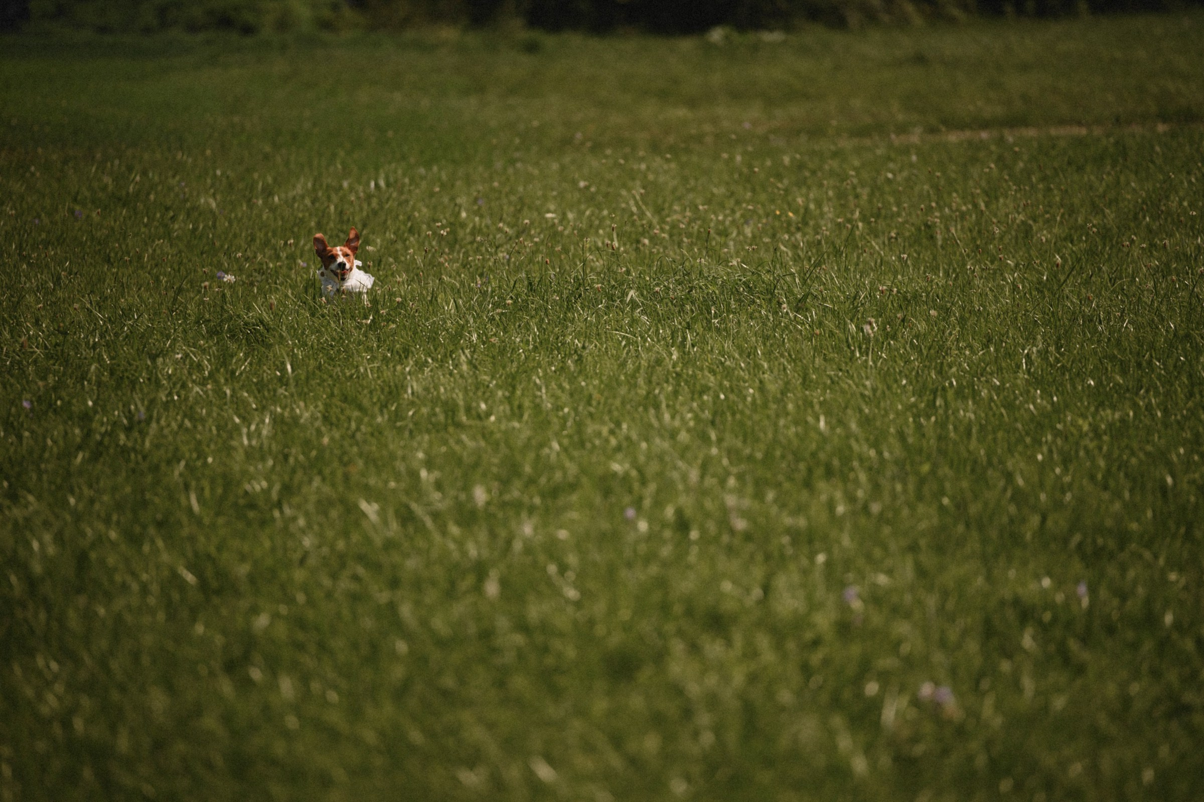 ЛУНА. Свадебный и семейный фотограф в Ростове-на-Дону