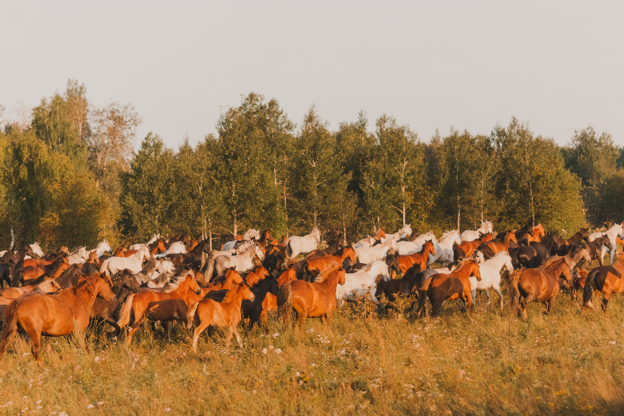 Life with horse. Saamill