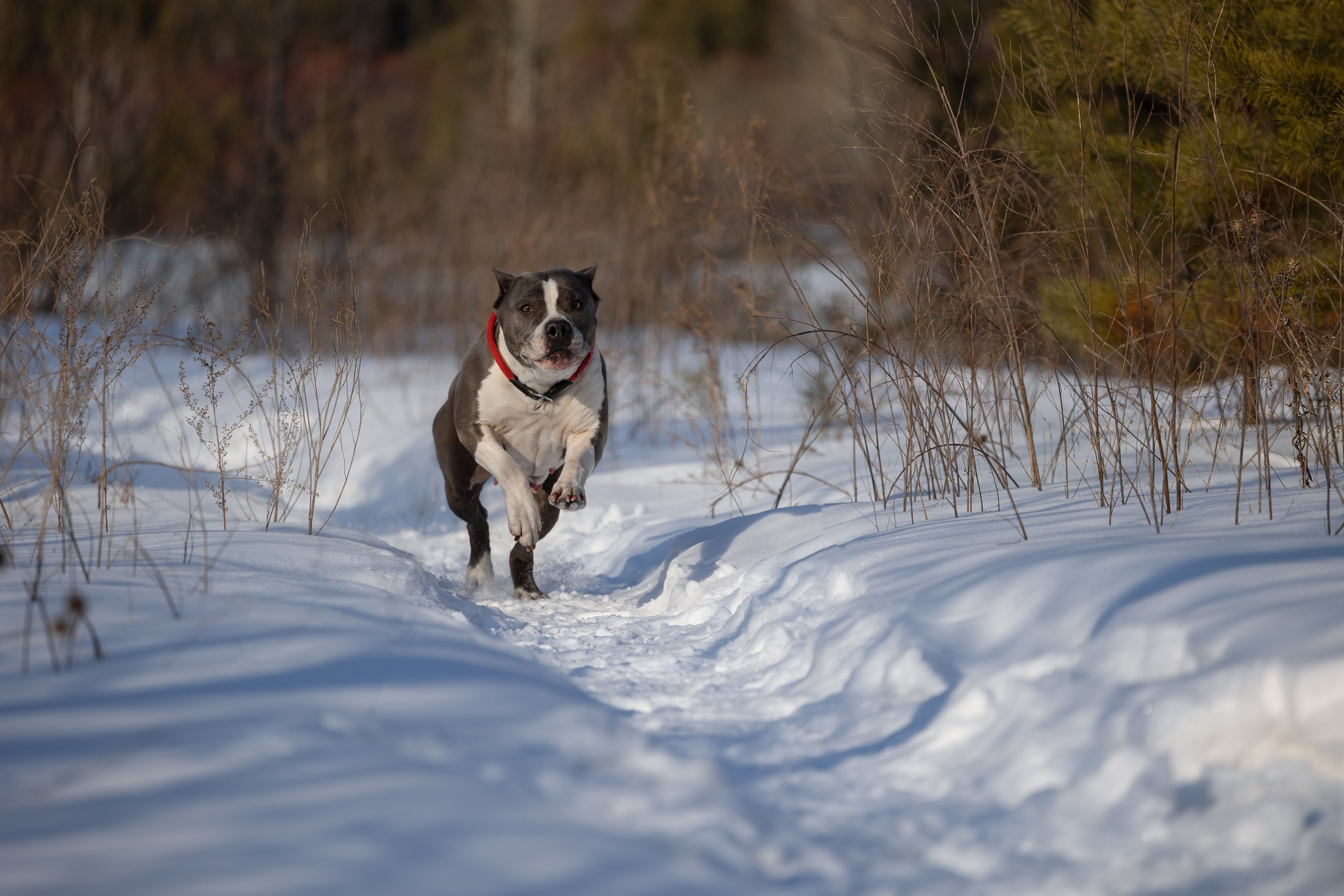Собаки. Фотограф-анималист|Иркутск