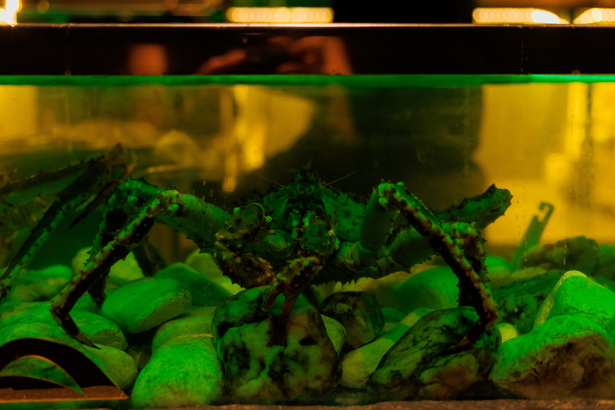 ЭХО новый год 2025. Фотограф из Хабаровска Юлия Черёмушкина