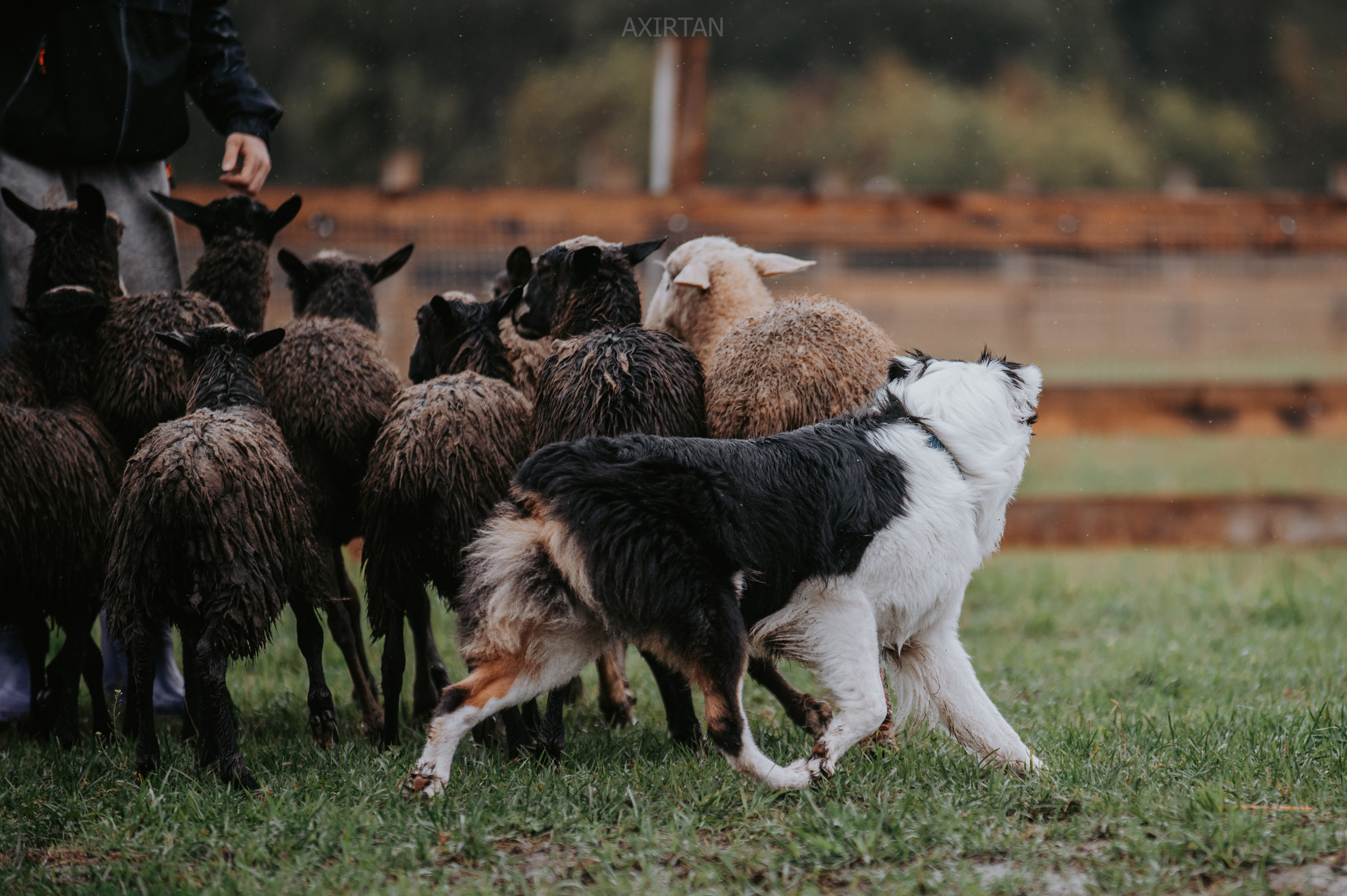 Синдра. BLGKV питомник собак