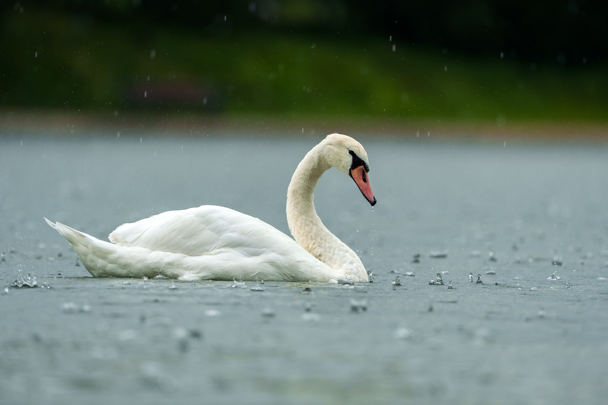 Удивительные мир птиц. Вокруг нас столько прекрасного — присмотритесь!. Ваш личный фотограф Марина Волкова
