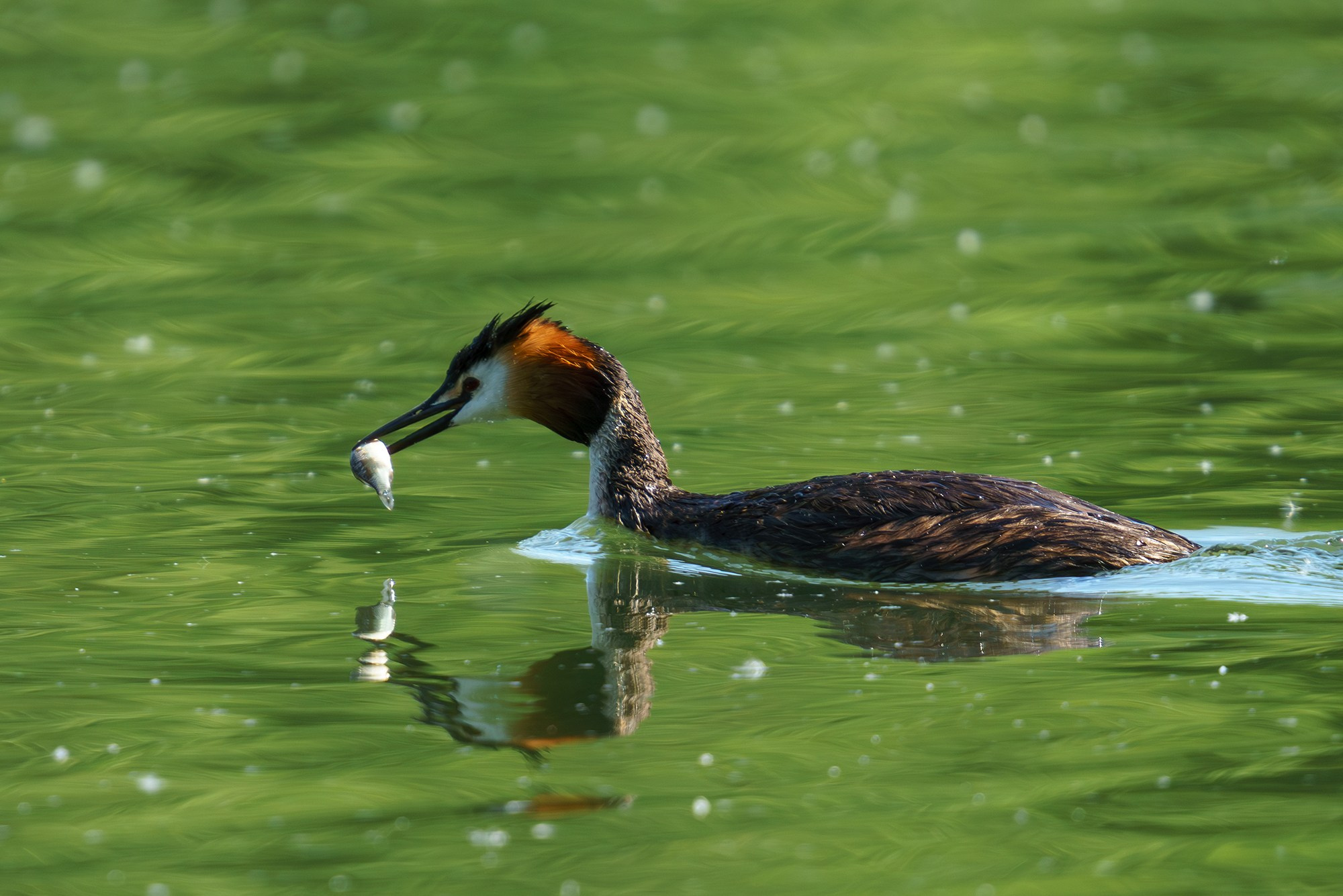 Удивительные мир птиц. Вокруг нас столько прекрасного — присмотритесь!. Ваш личный фотограф Марина Волкова