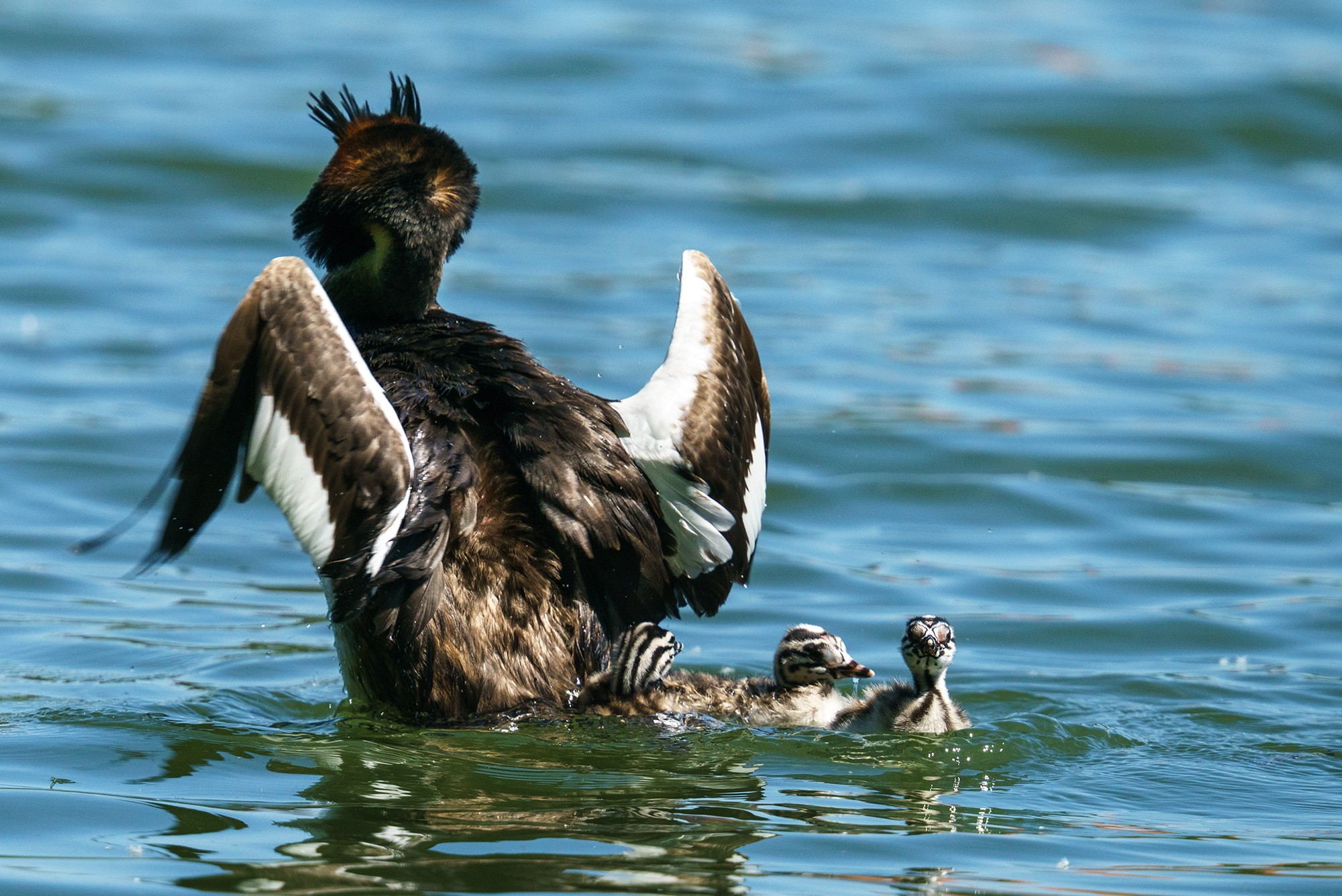 Удивительные мир птиц. Вокруг нас столько прекрасного — присмотритесь!. Ваш личный фотограф Марина Волкова