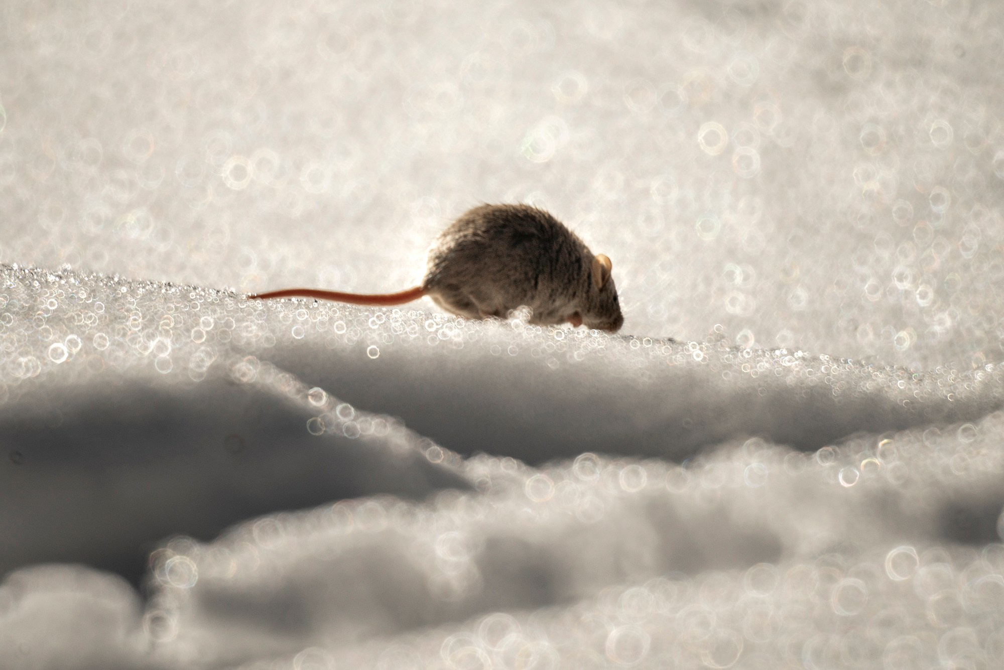 Животные. Ваш личный фотограф Марина Волкова