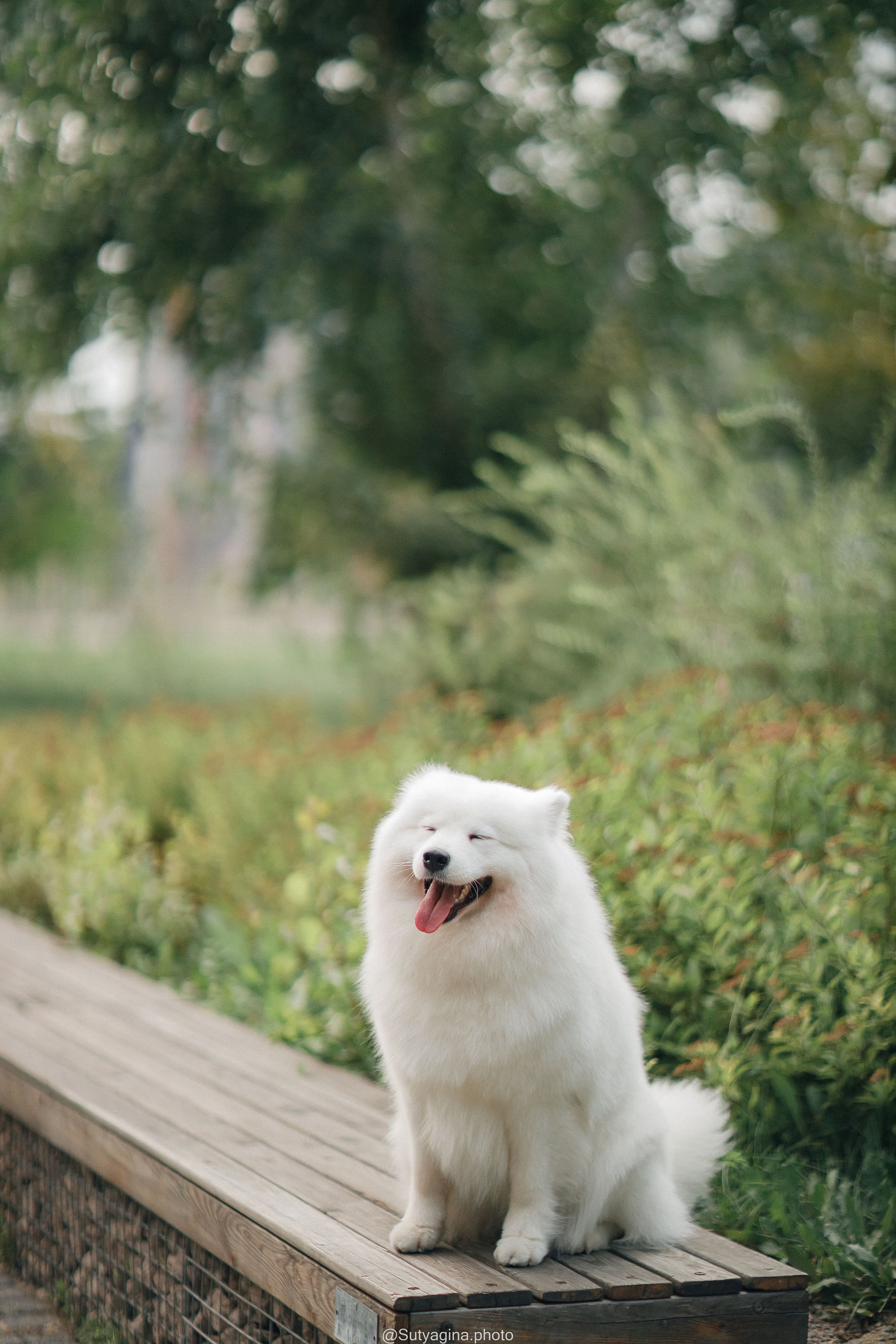 Самоед Рея. Свадебный и женский фотограф