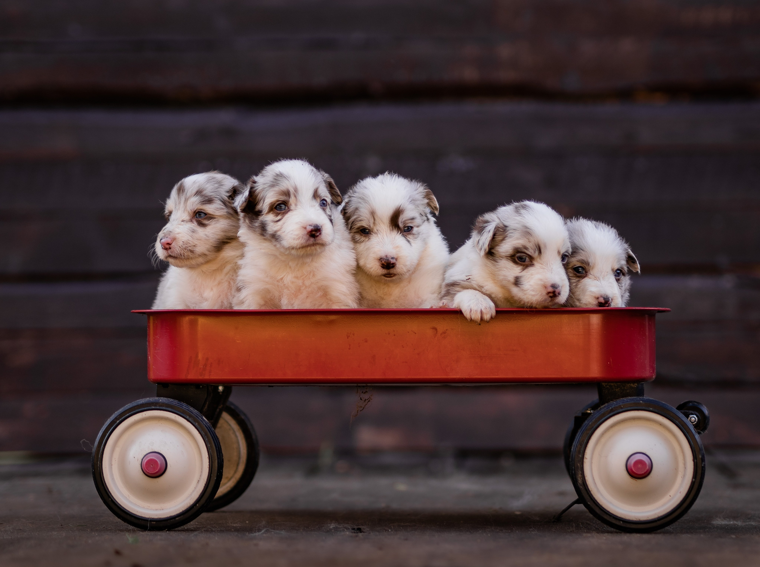 Фритсвит. Семейный фотограф Ефремова Виктория