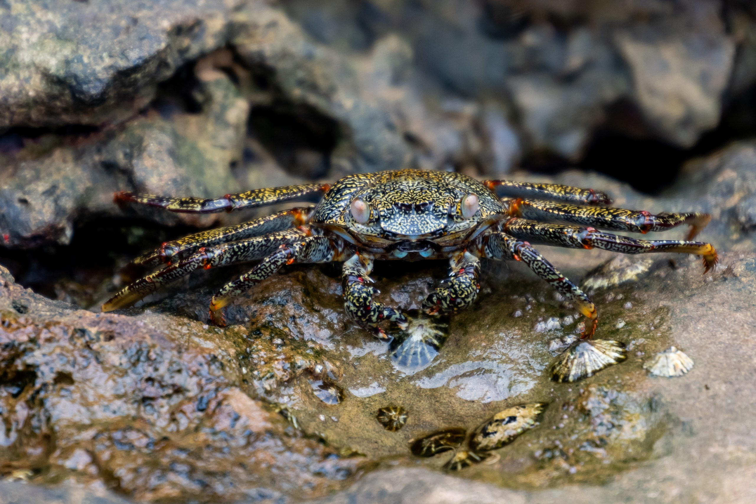 Пейзажный фотограф, Фотографии дикой природы. Foto-Zuev фотография как искусство