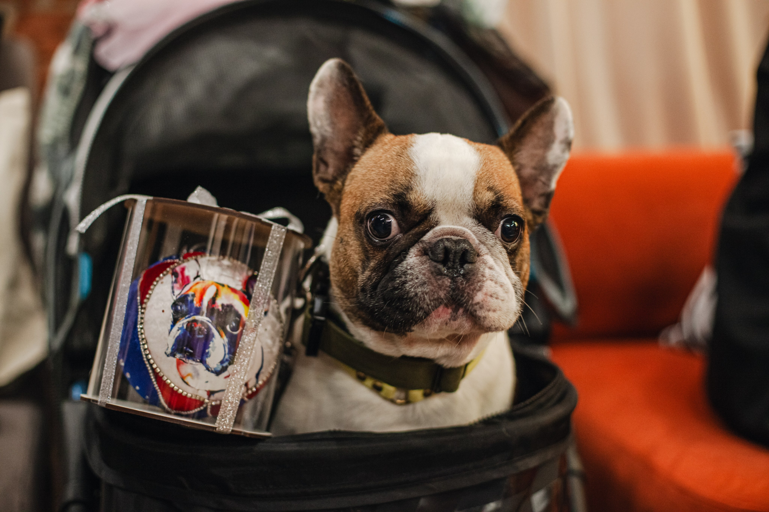 Бульёлка 2024. Фотограф-анималист Татьяна Степанова