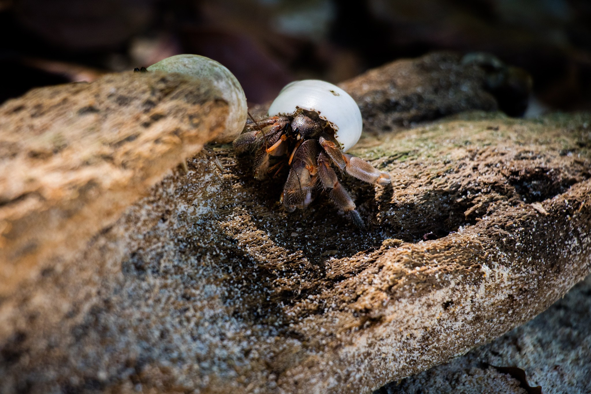 Макро. Фотограф Василий Буланов