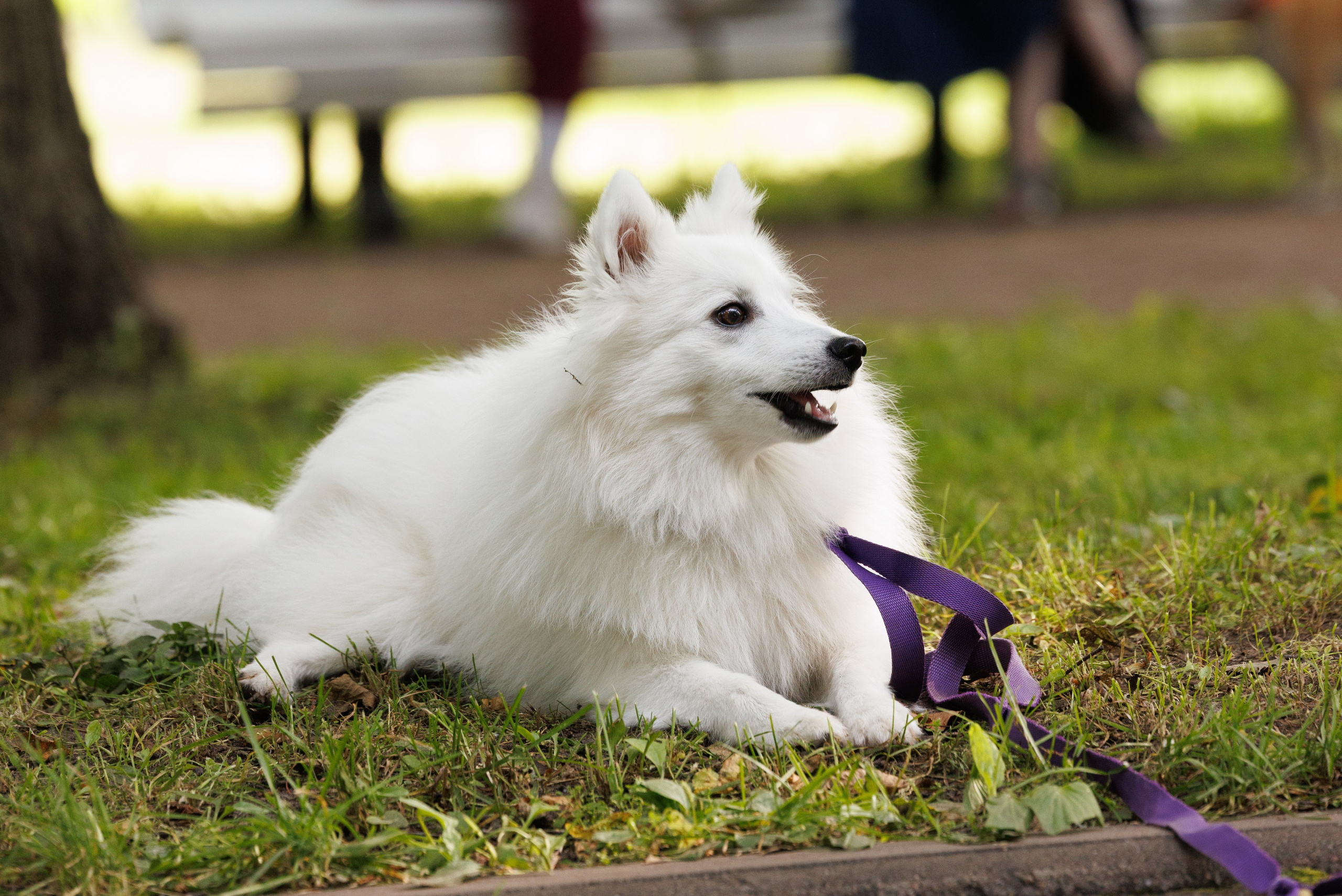 PetShopDays2026. Фотограф Александр Заломаев