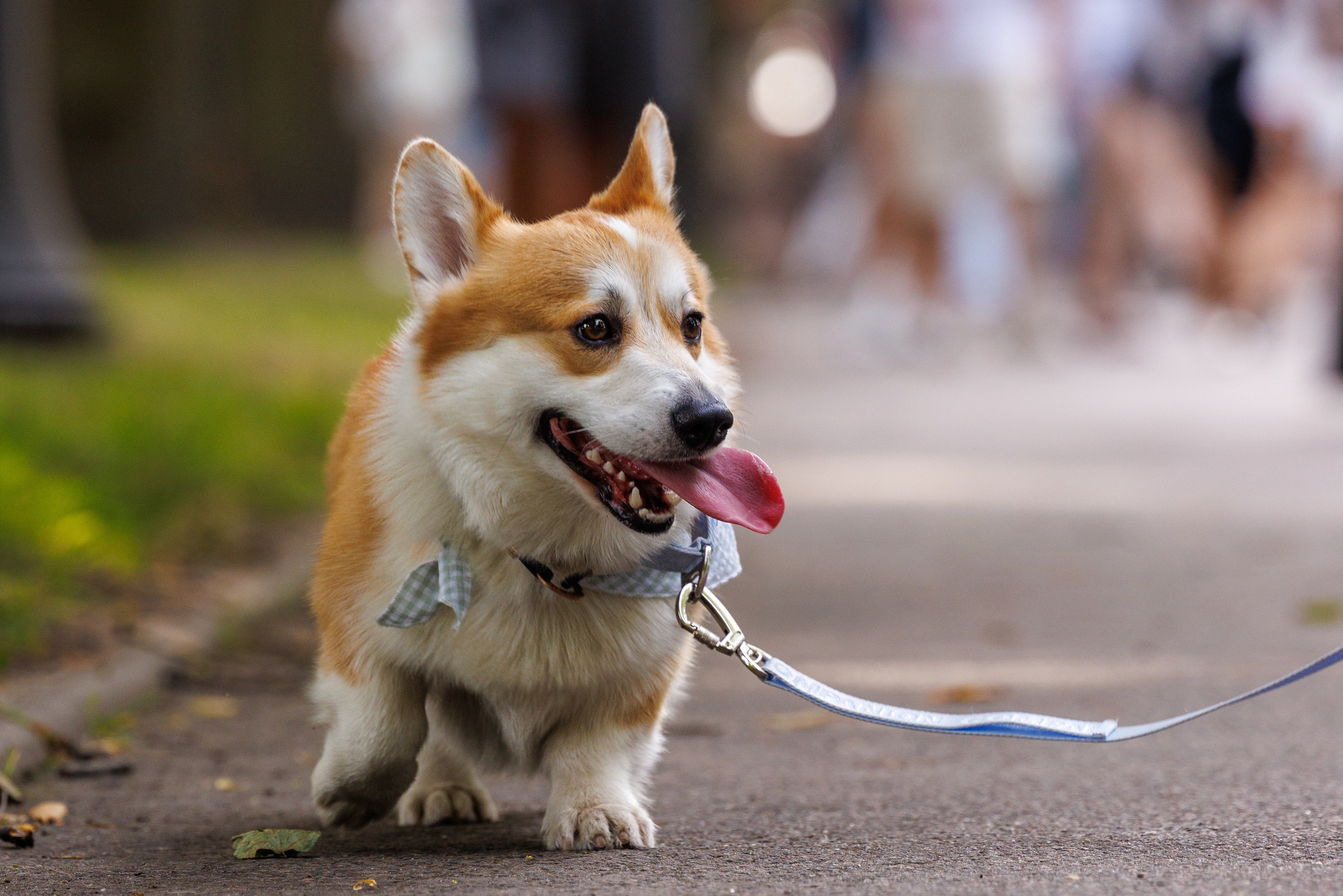 PetShopDays2026. Фотограф Александр Заломаев