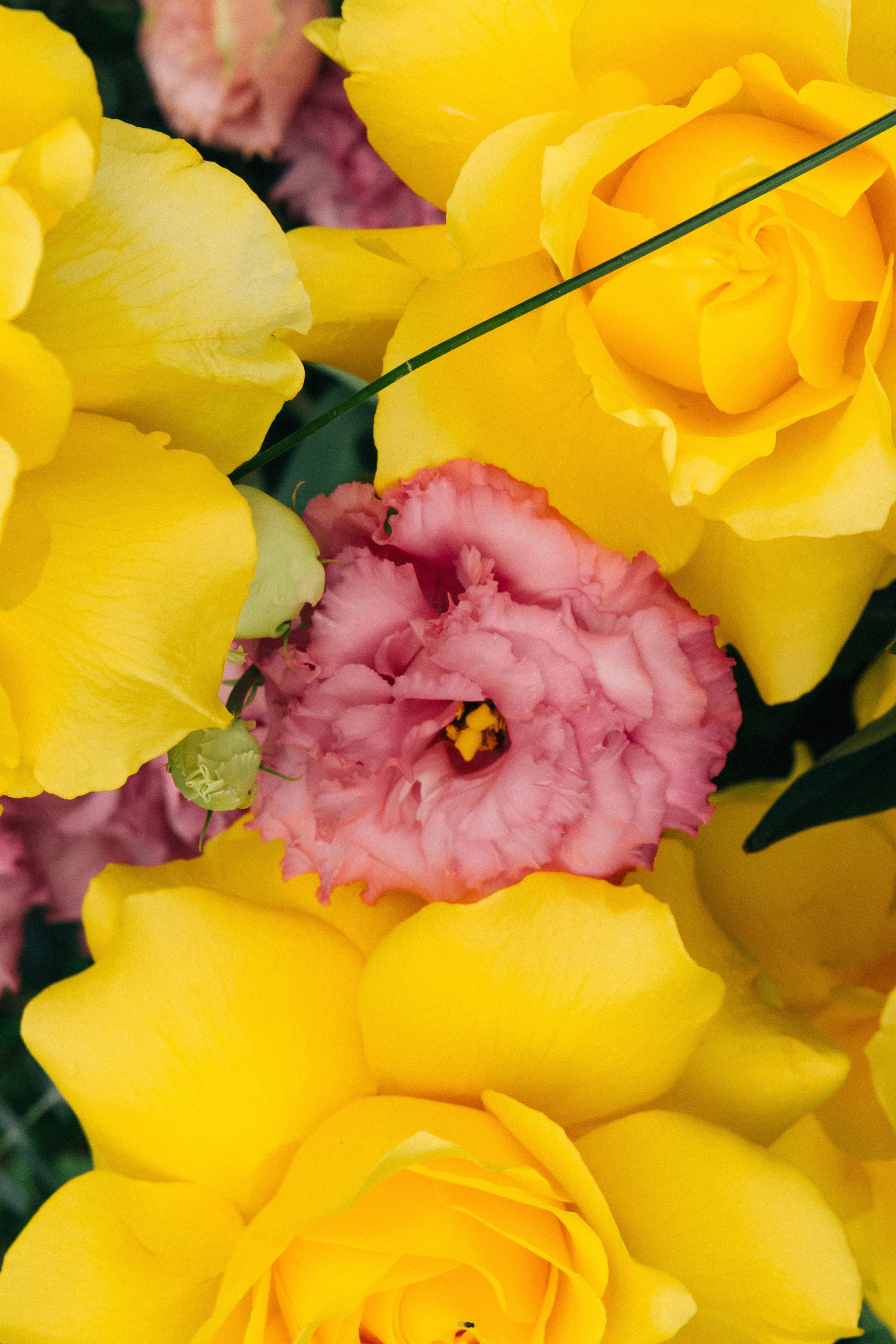 @fruits_family_wedding. Свадебный и репортажный фотограф в Москве Владимир Сергеев | Naysaikolo