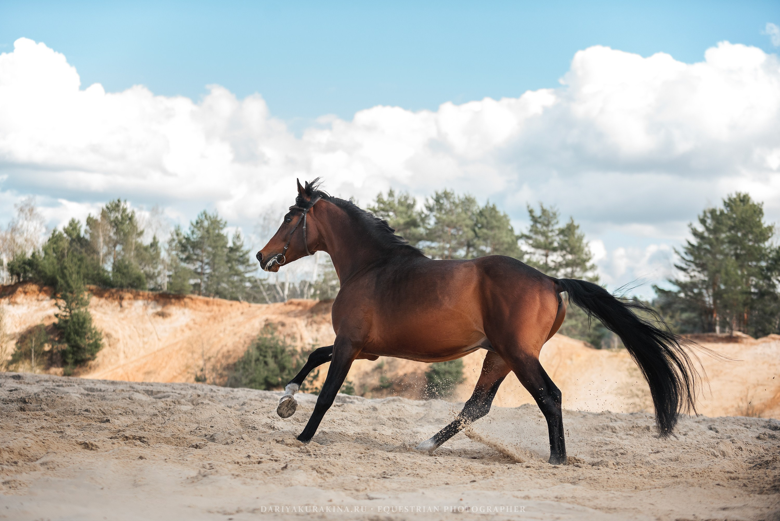 Веня, HORSIO. Конный фотограф Куракина Дарья • Фотосессии с лошадьми