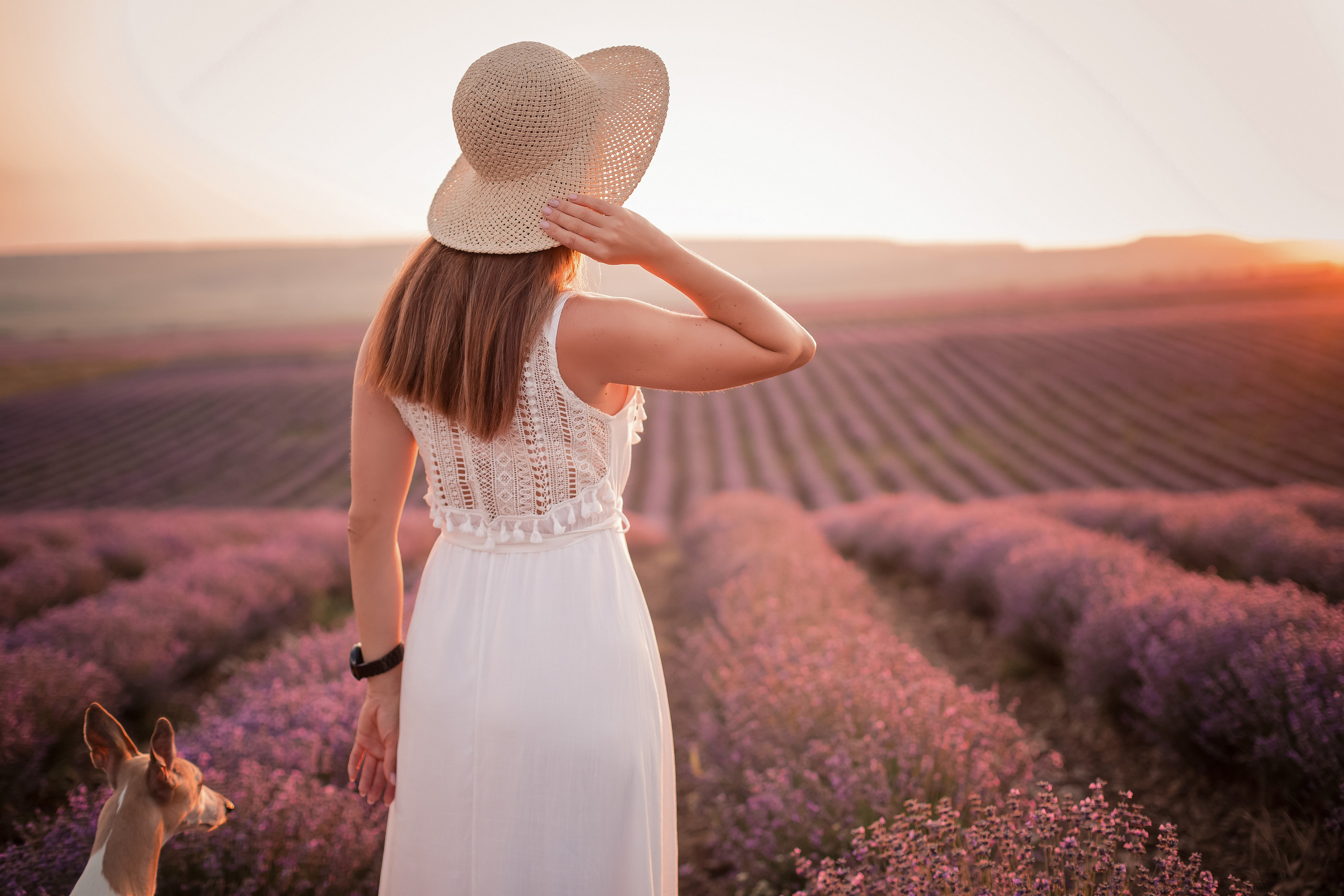 Уиппеты на лавандовом поле в Крыму. Фотограф-анималист в Краснодаре Маша Мельникова