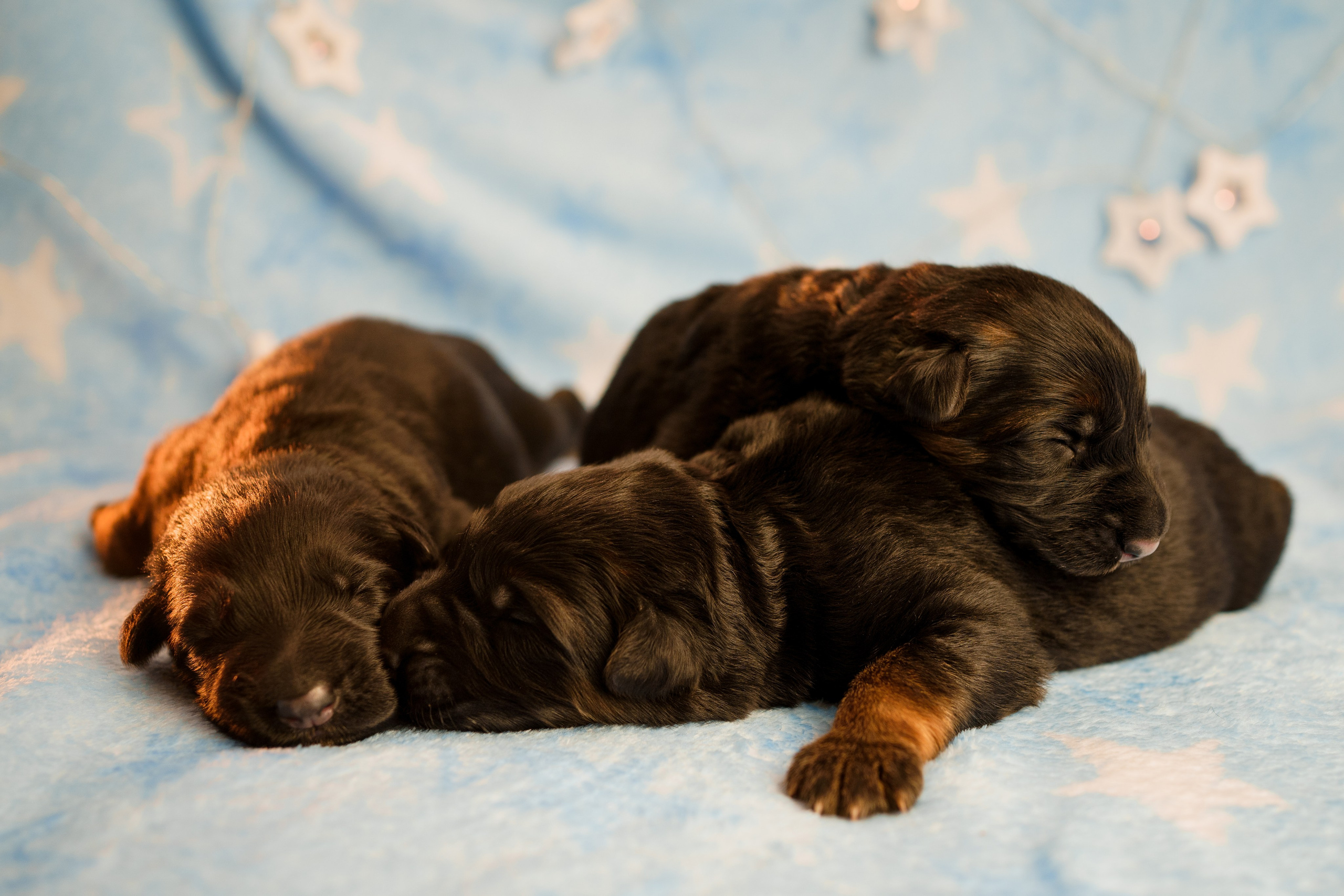 Новорожденные немецкие овчарки. Фотограф-анималист Анастасия Большакова