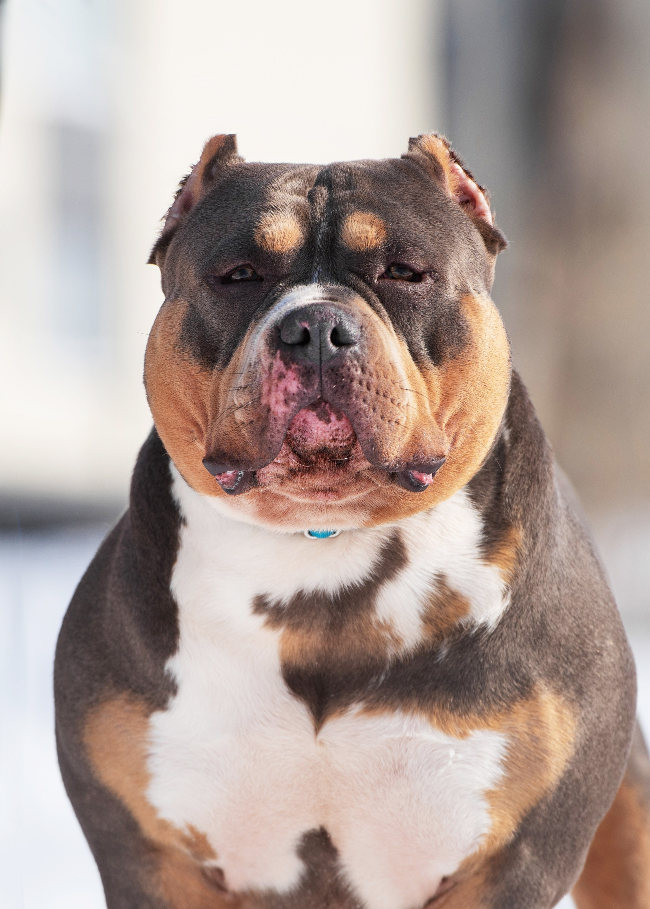 Булли. Дог-фотограф в Тюмени Александра Королева